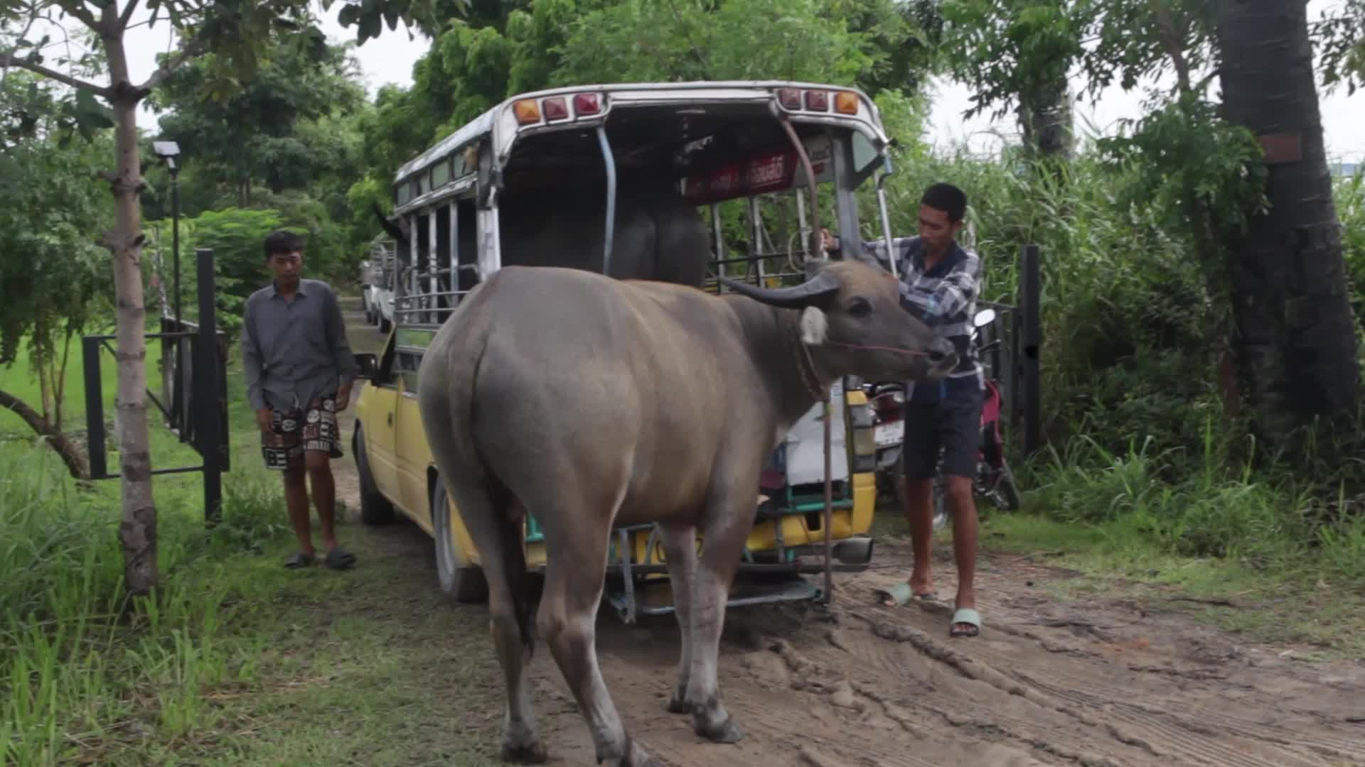 Buffalo race festival in Thailand