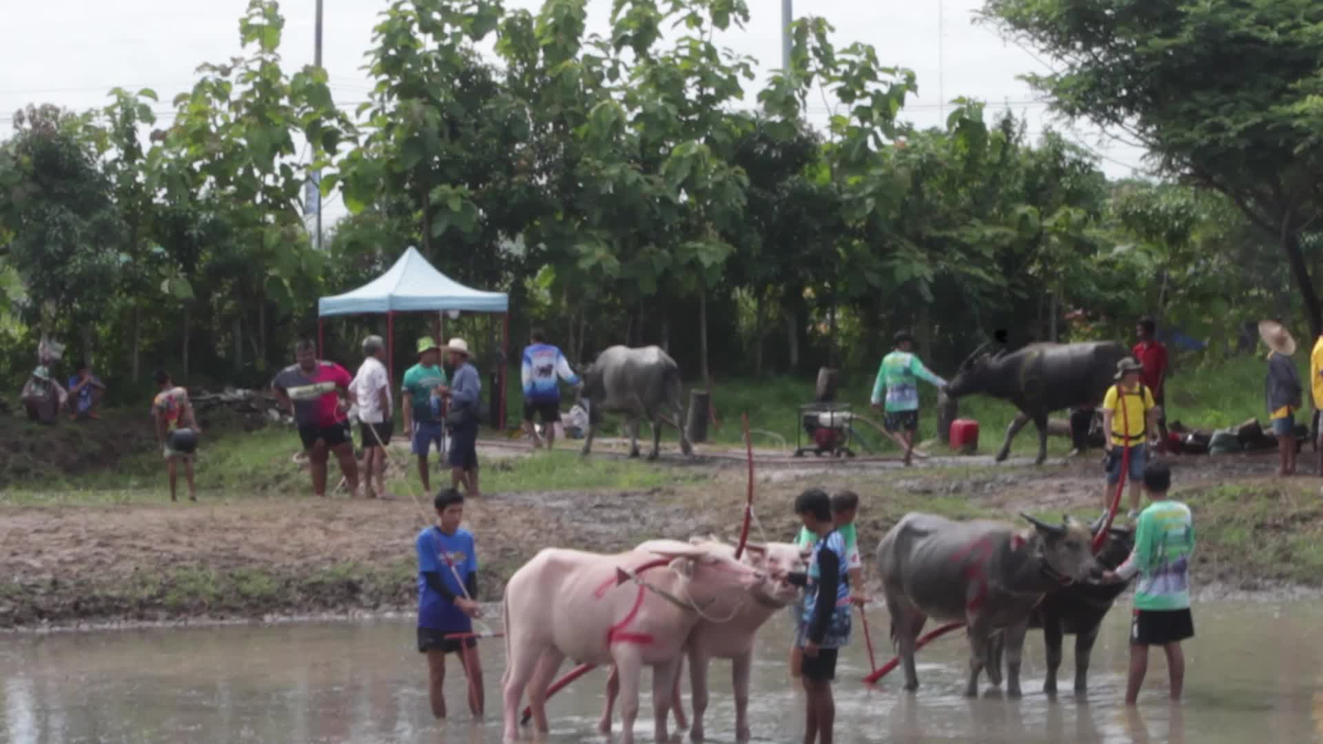 Buffalo race festival in Thailand