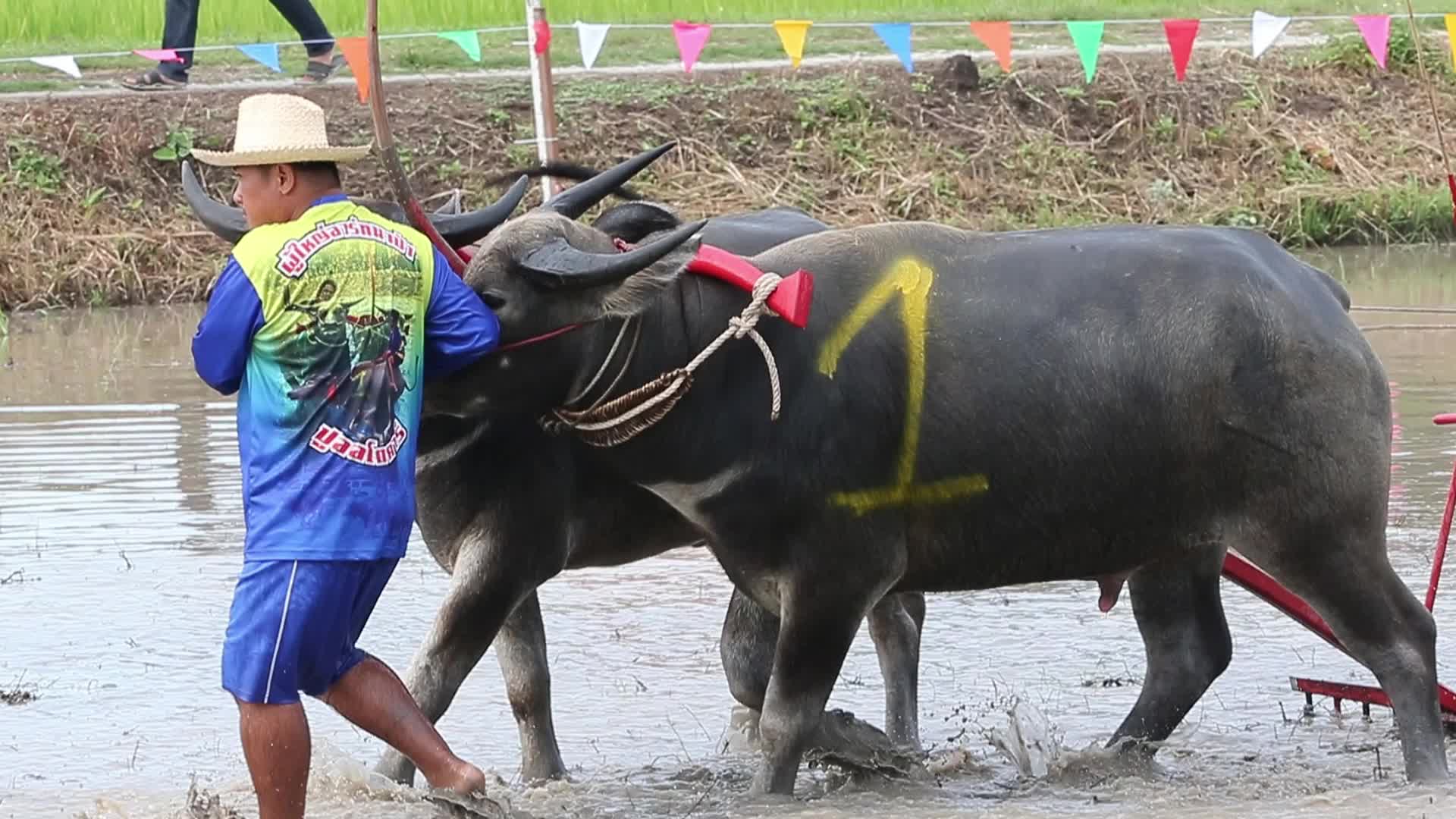 Buffalo race festival in Thailand