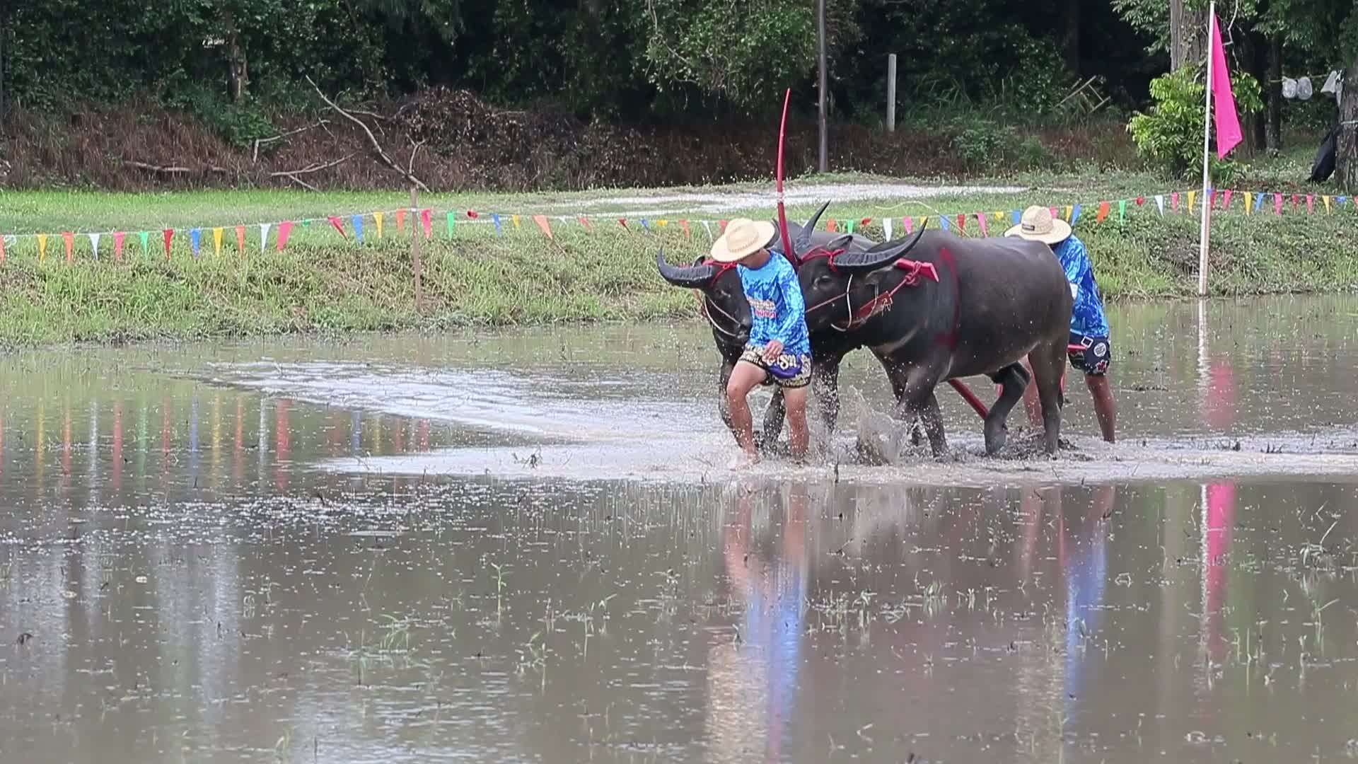 Buffalo race festival in Thailand