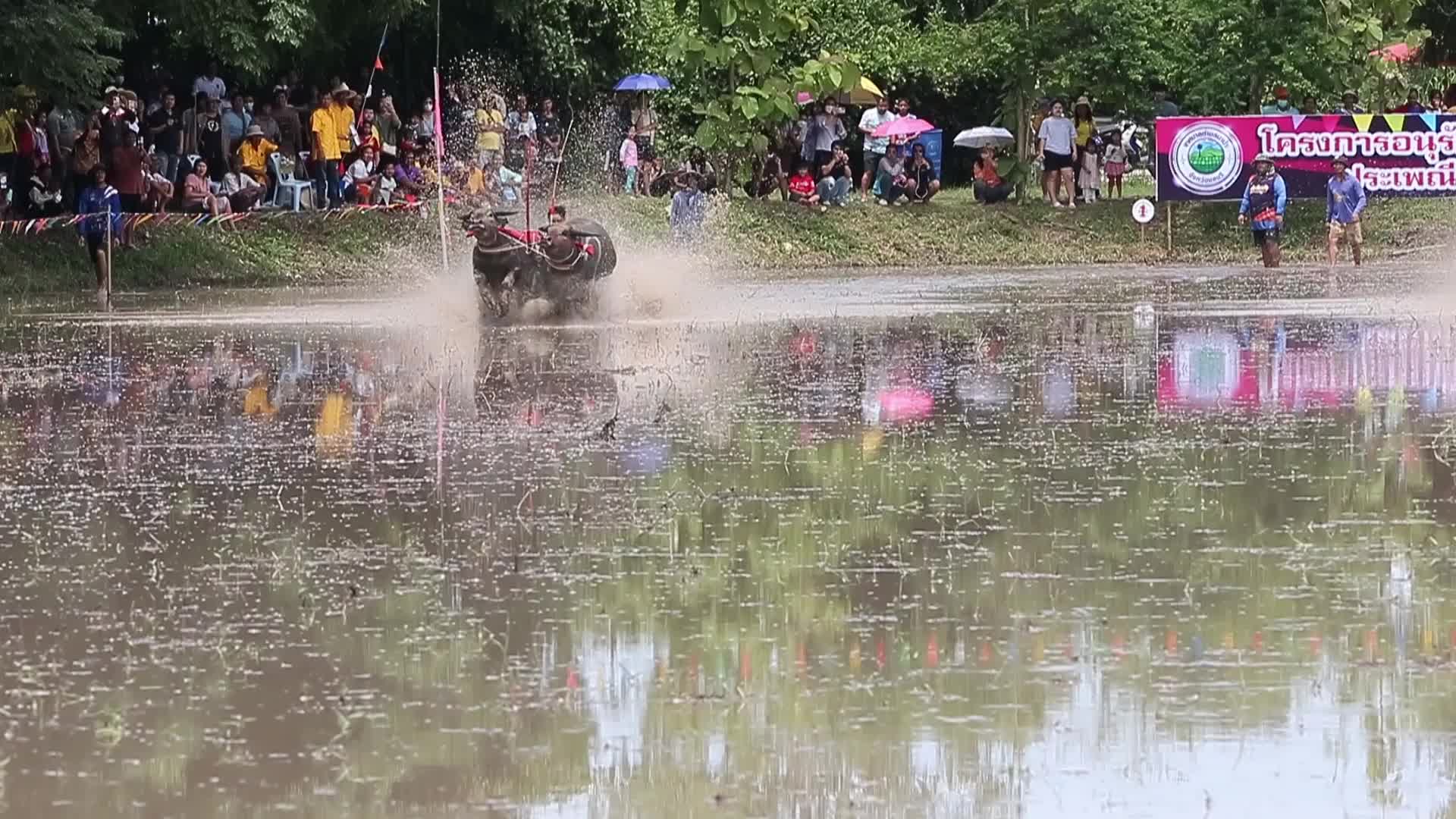 Buffalo race festival in Thailand