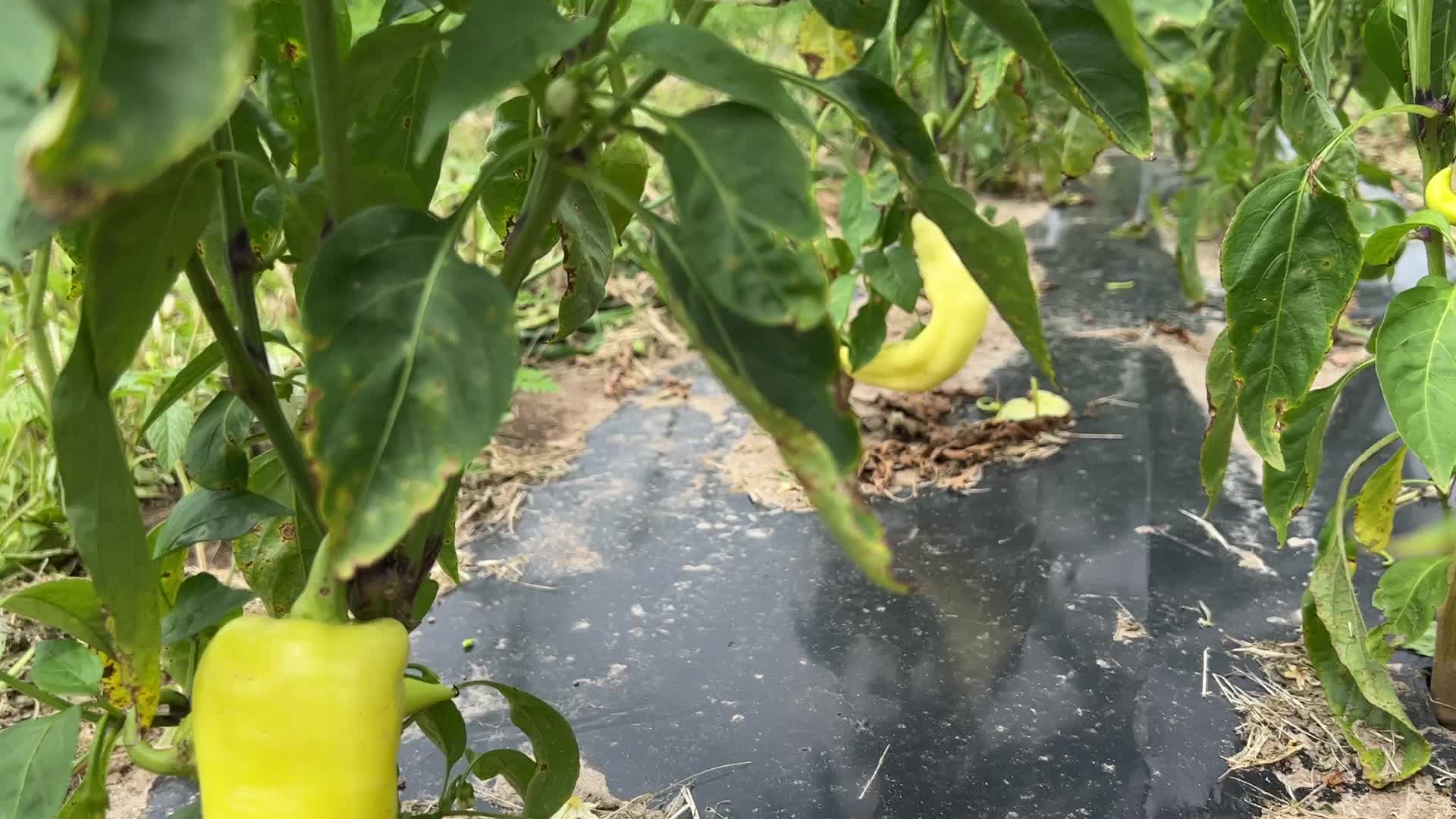 Agriculture in Markham, Canada