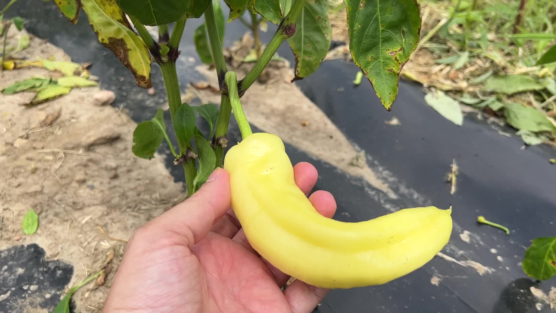 Agriculture in Markham, Canada