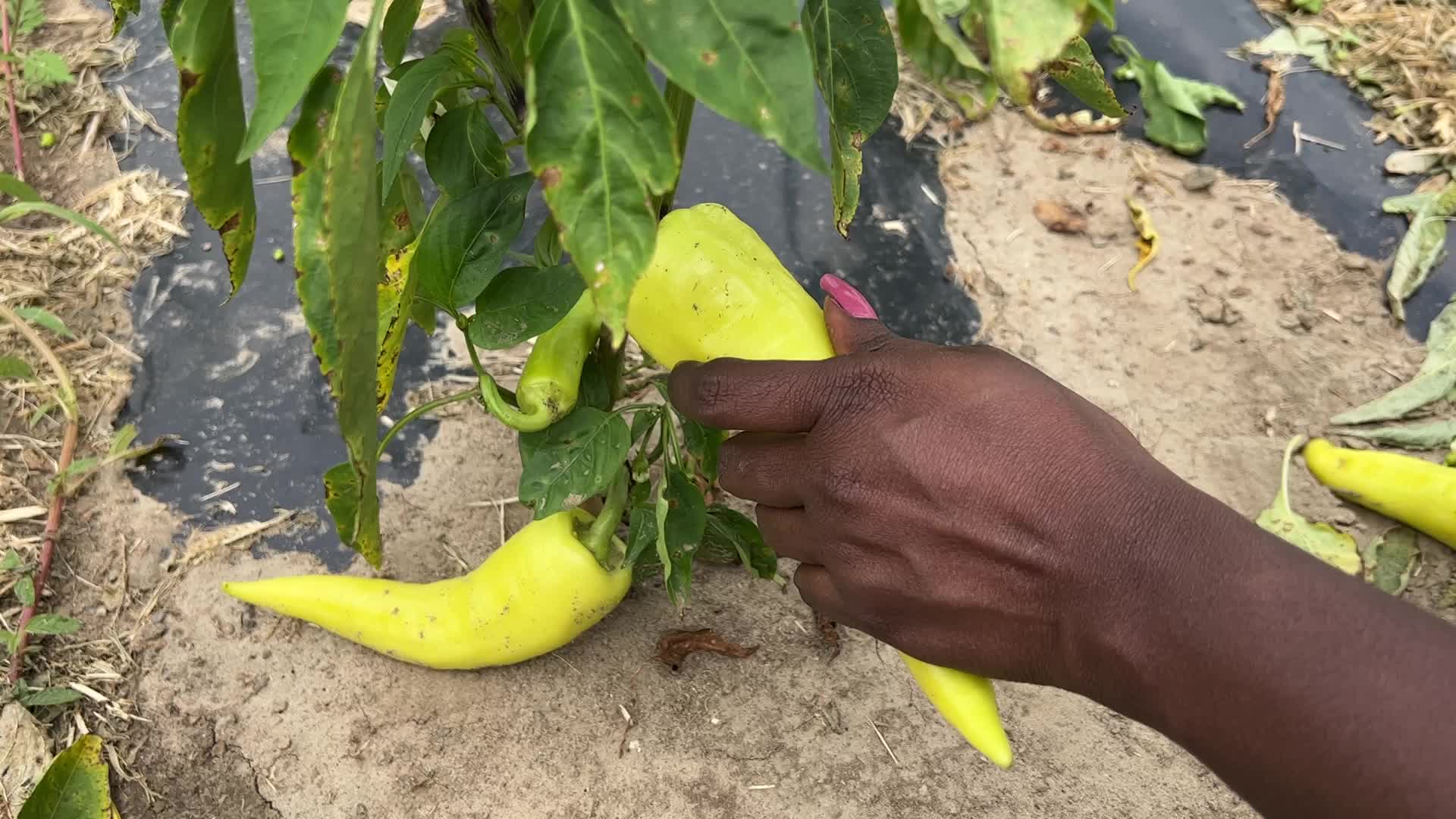 Agriculture in Markham, Canada
