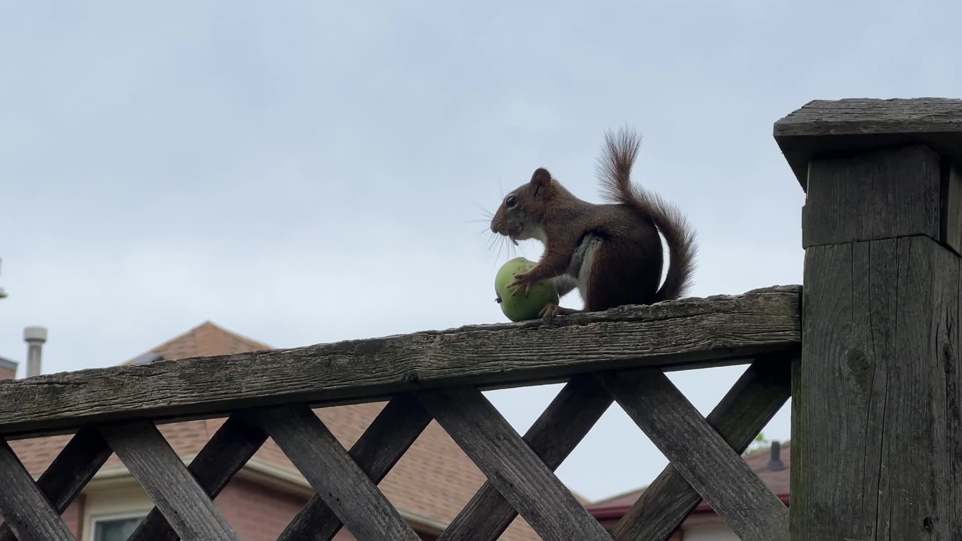 American red squirrel eating a small apple in Toronto