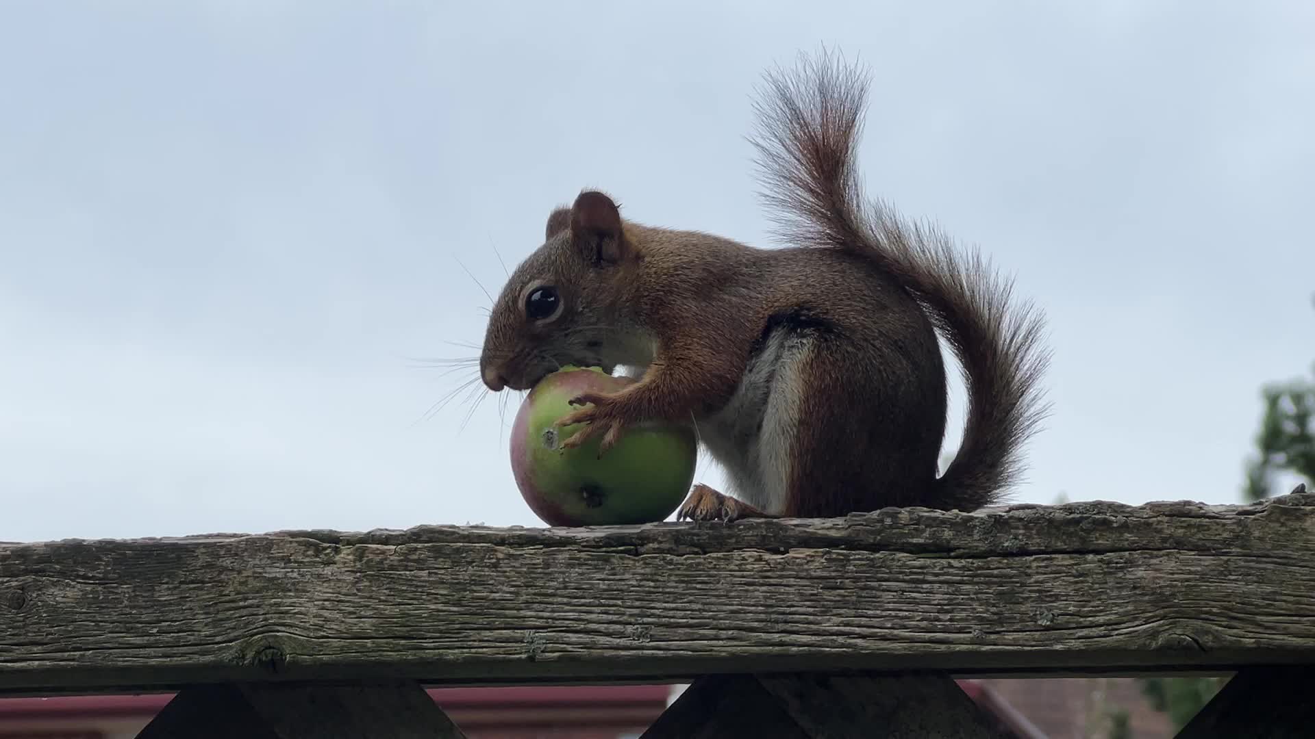 American red squirrel eating a small apple in Toronto