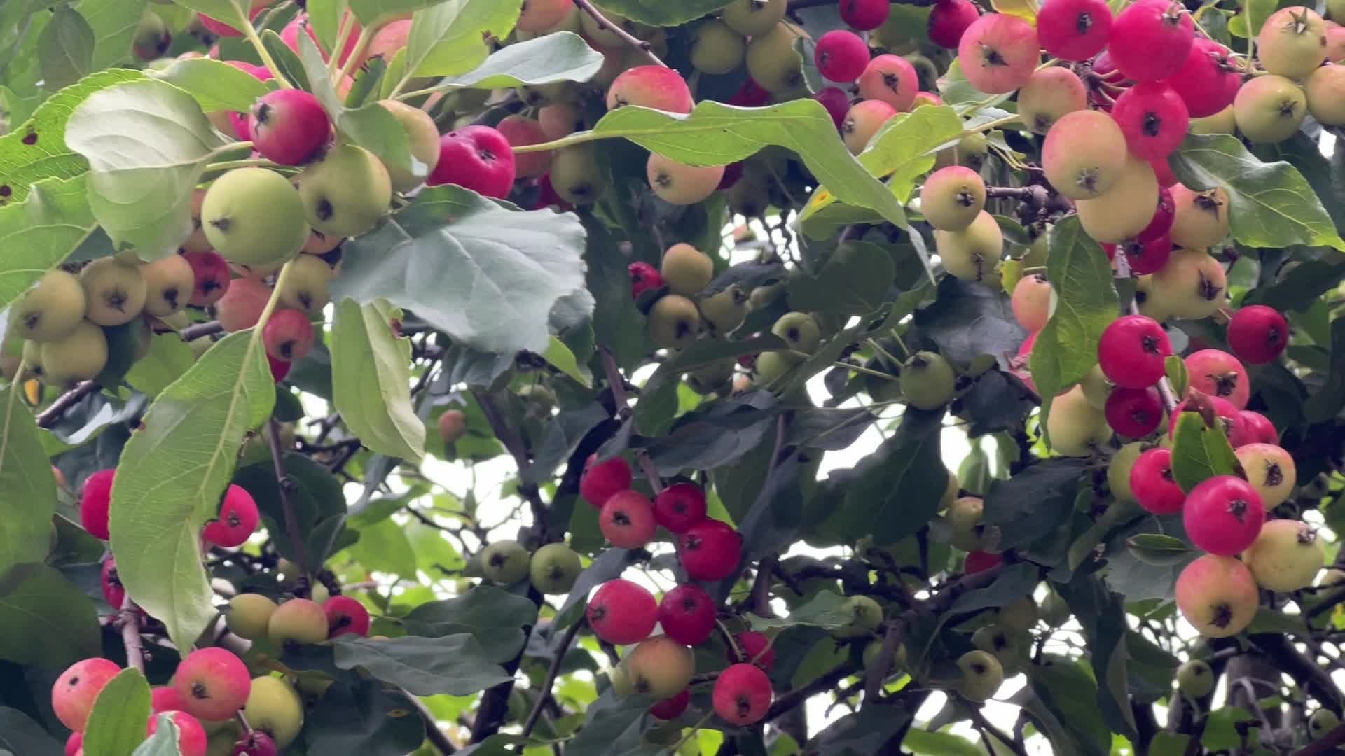 Fruit trees in Toronto