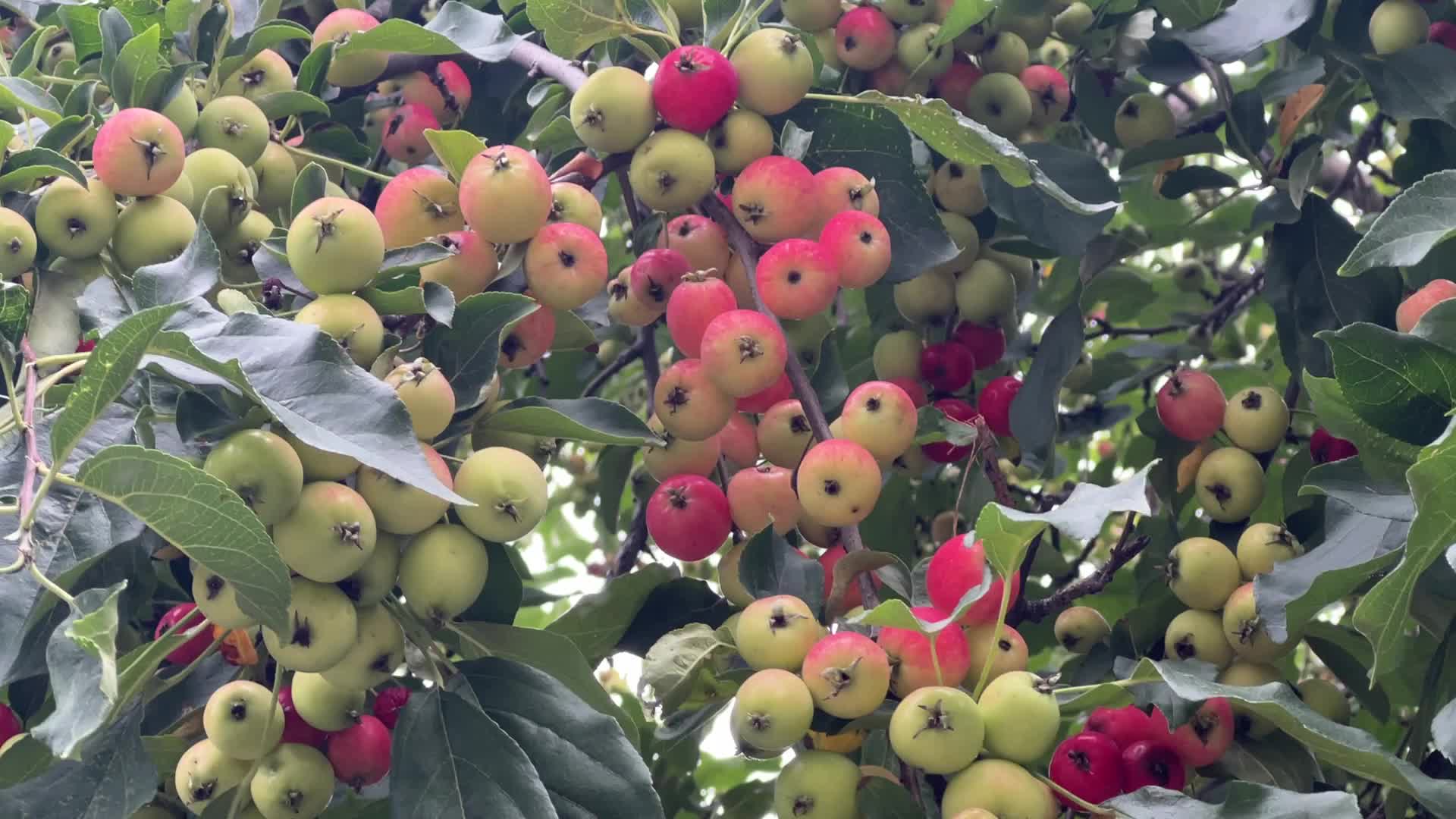Fruit trees in Toronto