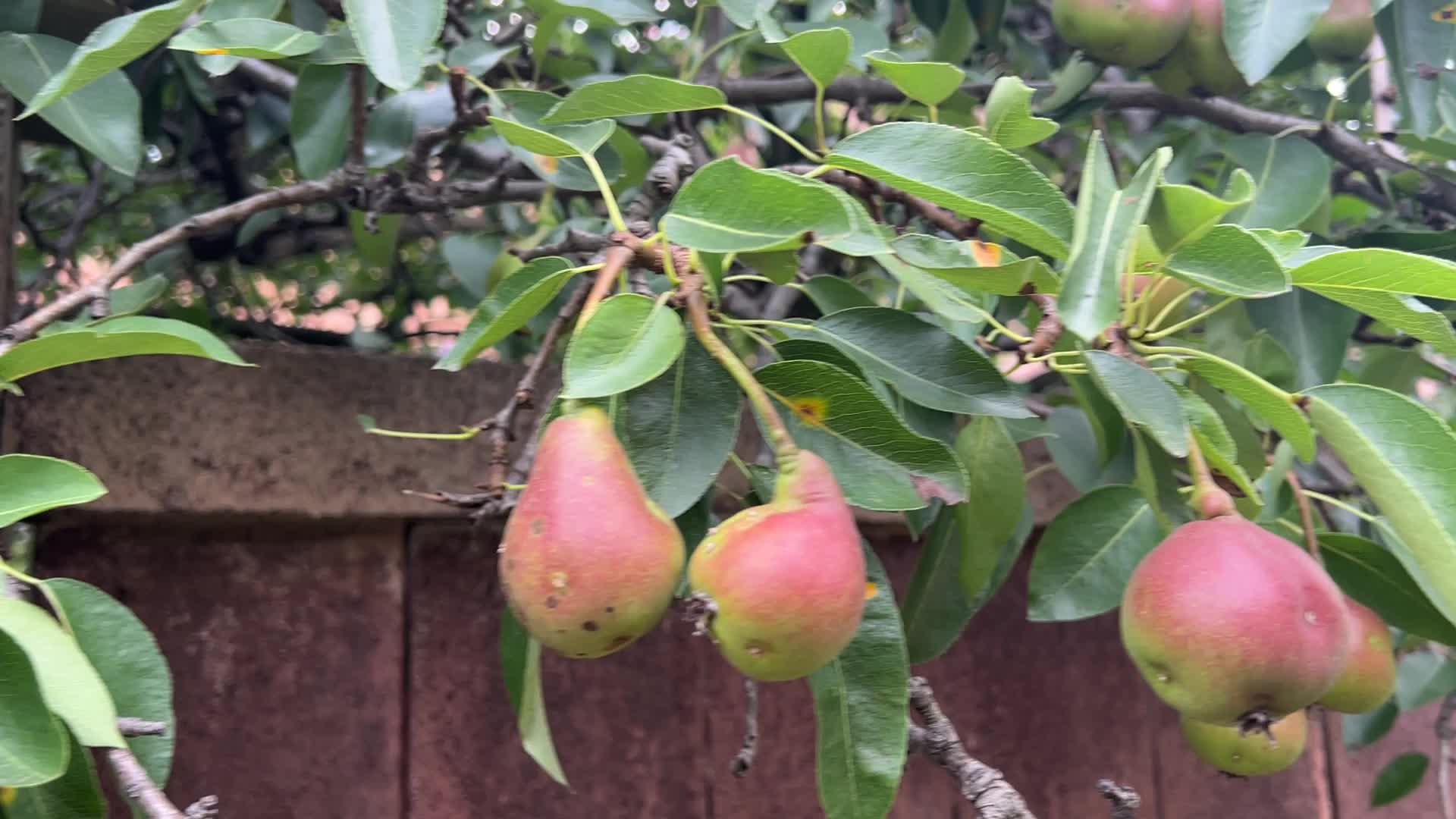 Fruit trees in Toronto
