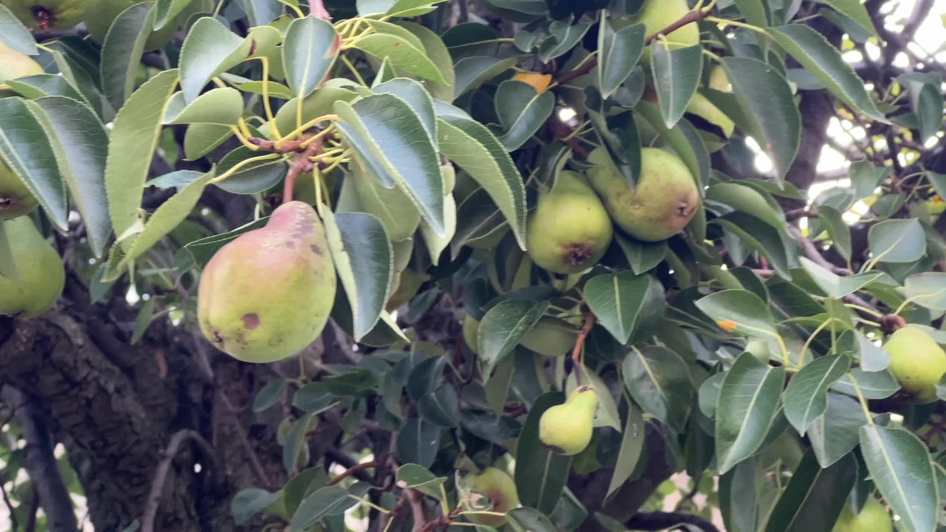 Fruit trees in Toronto