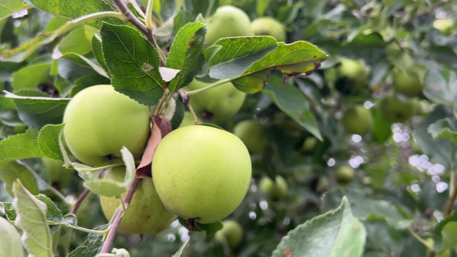 Fruit trees in Toronto