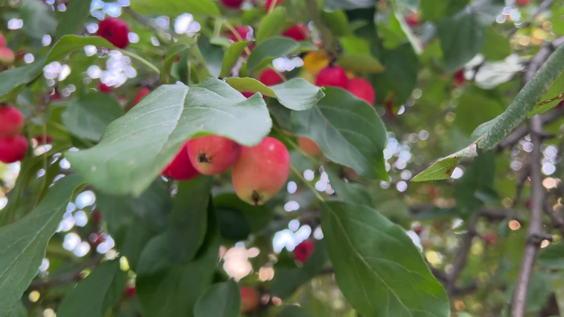 Fruit trees in Toronto