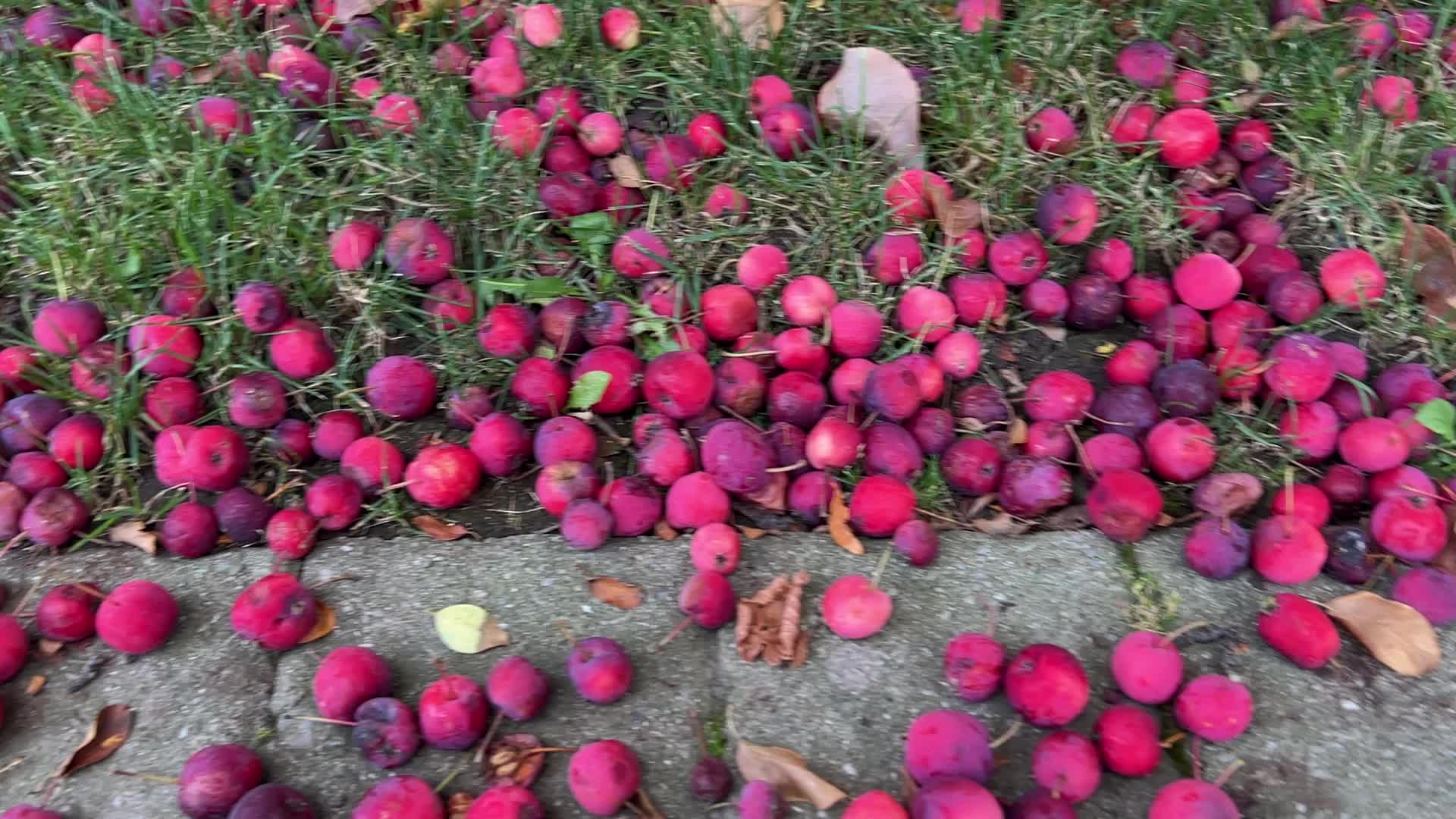Fruit trees in Toronto