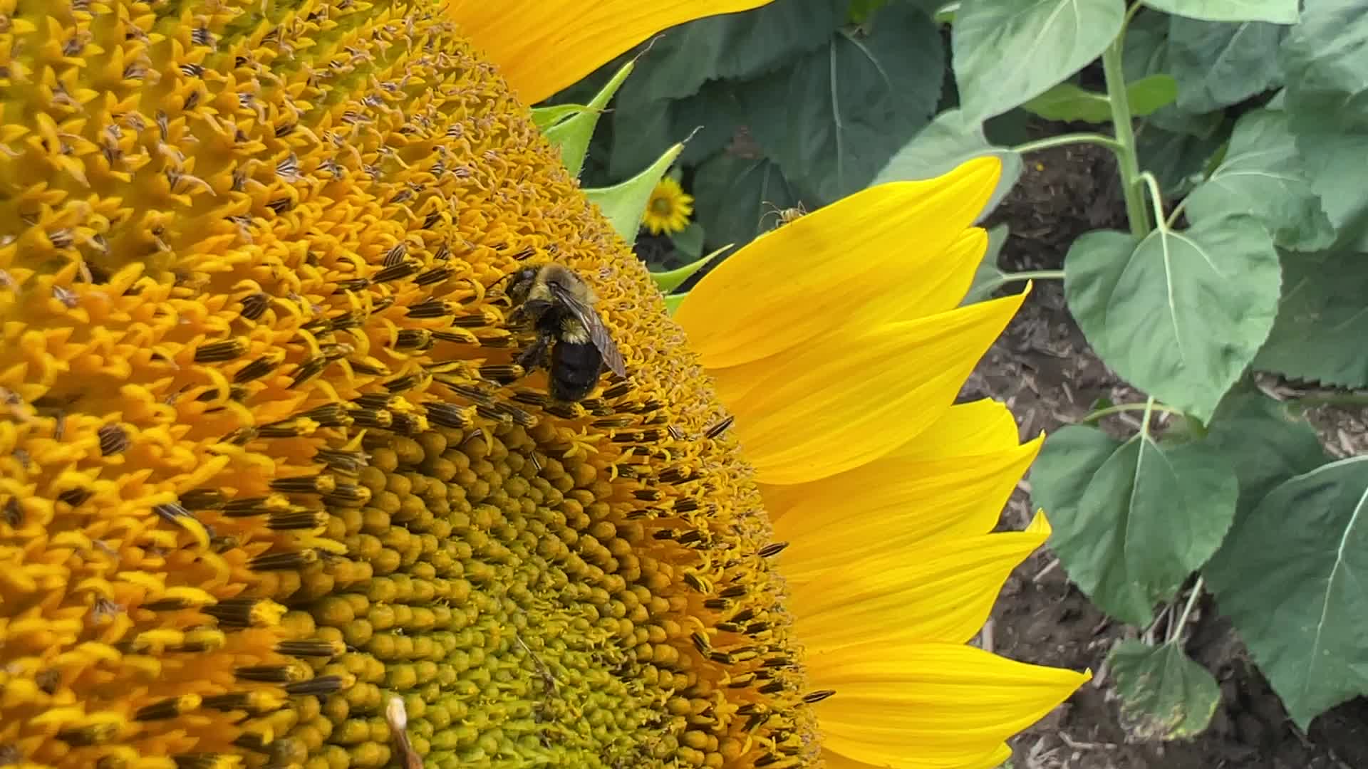 Sunflower field in Markham