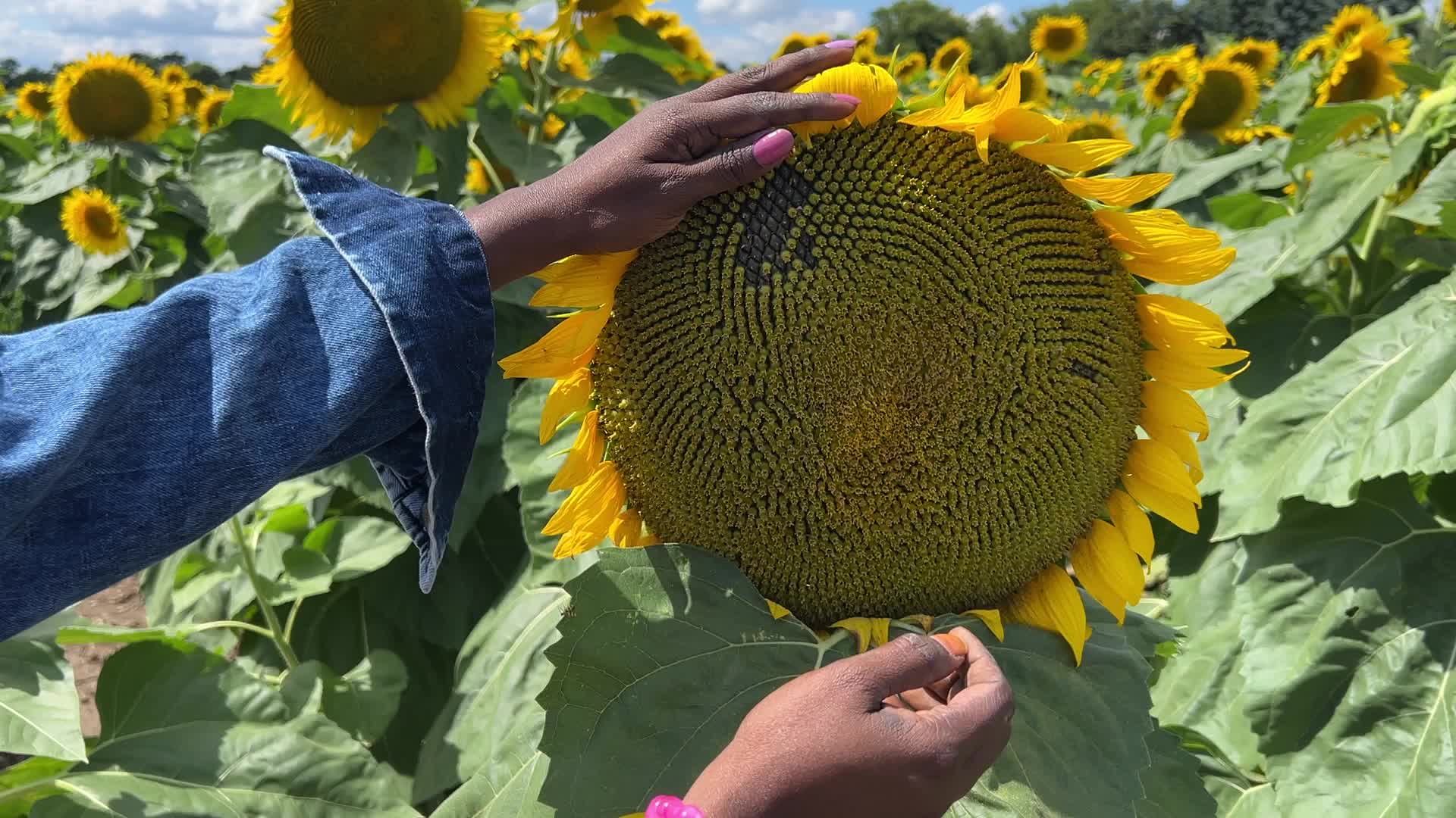 Sunflower field in Markham