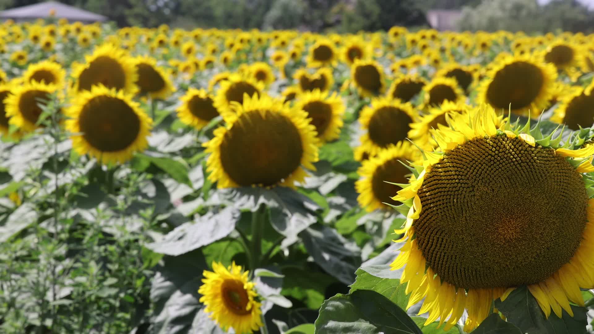 Sunflower field in Markham