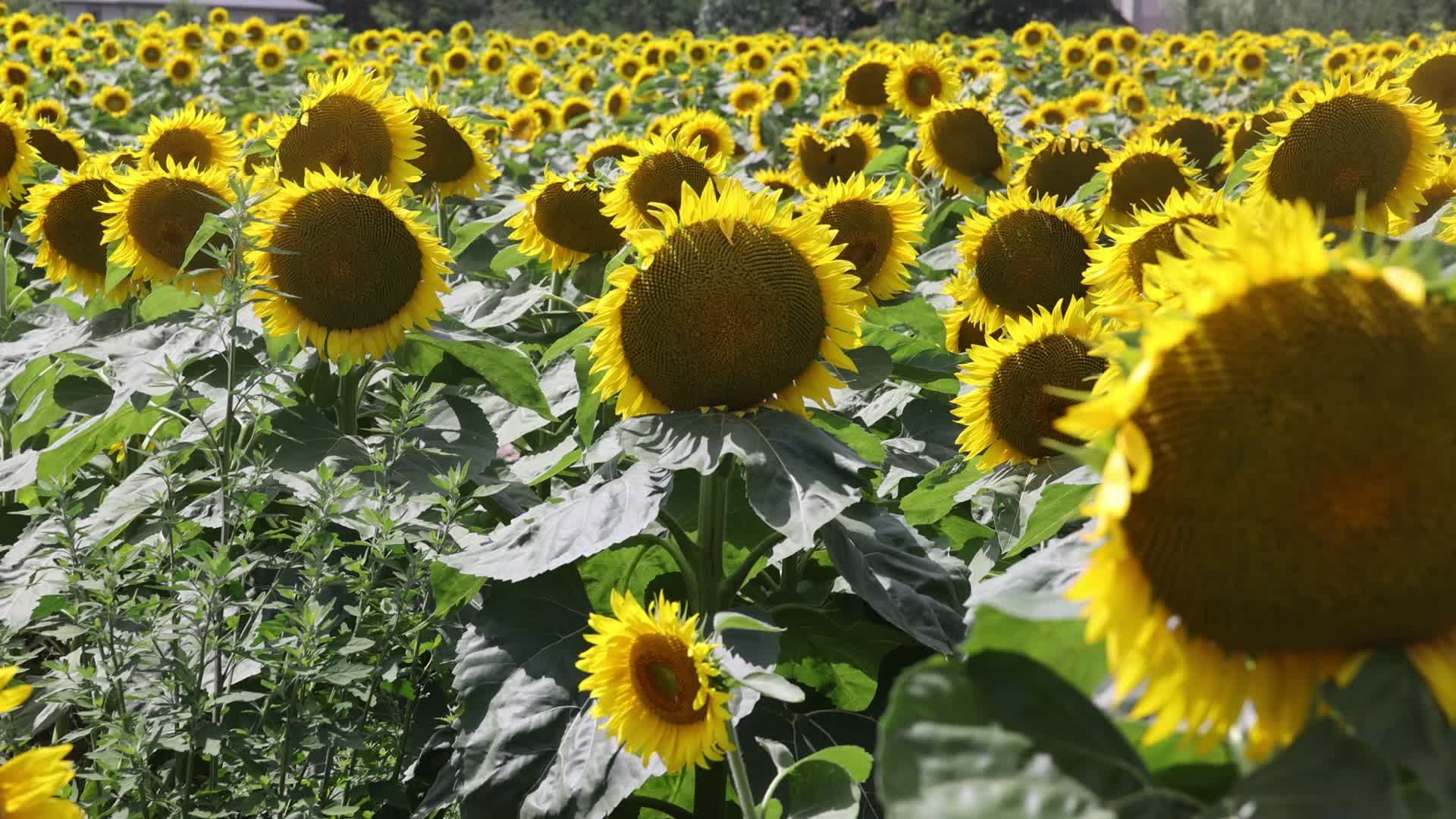 Sunflower field in Markham