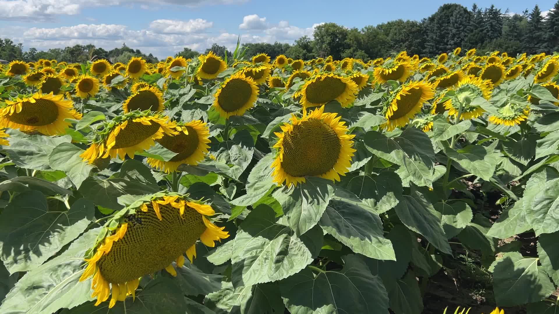 Sunflower field in Markham