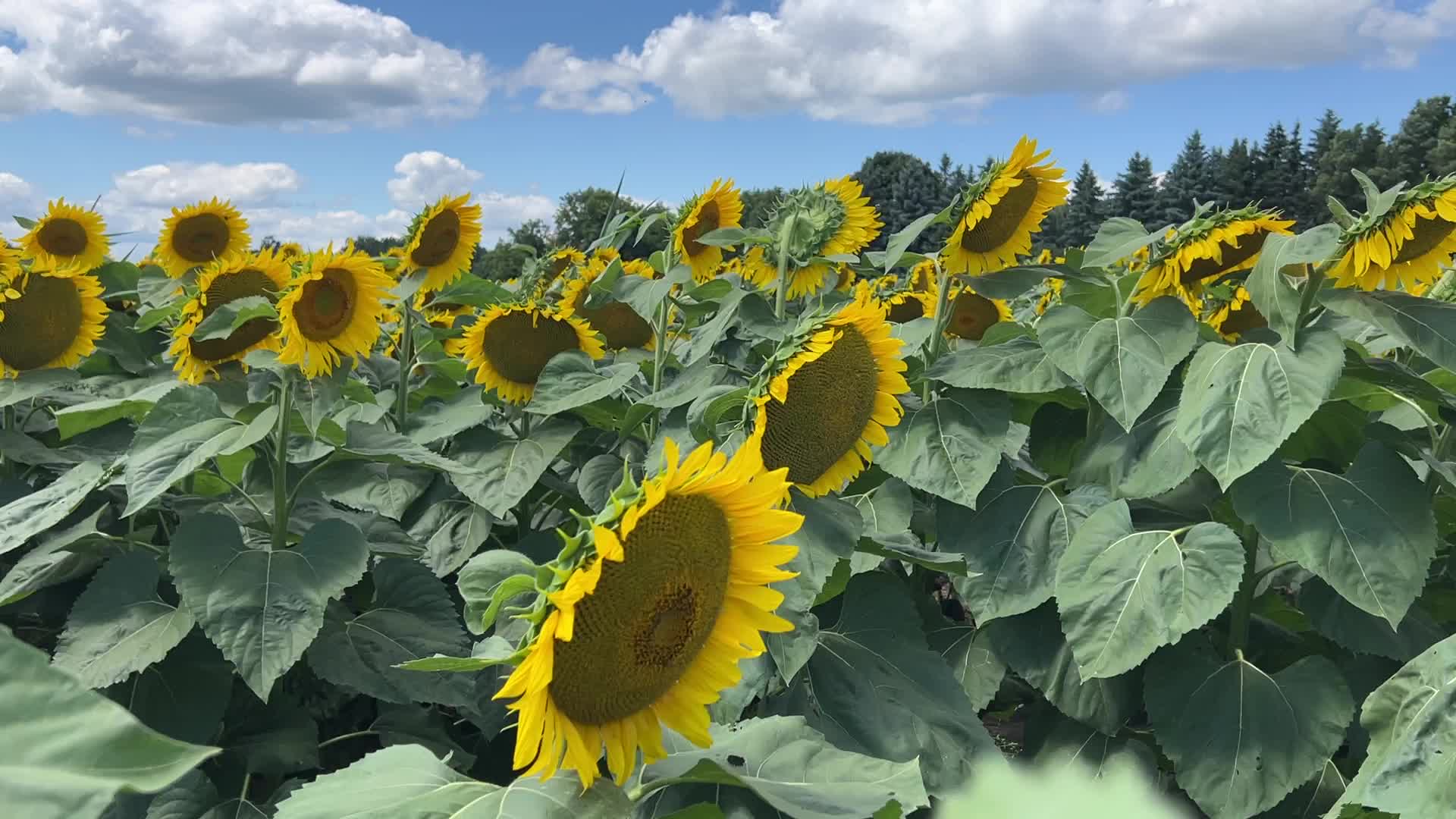 Sunflower field in Markham