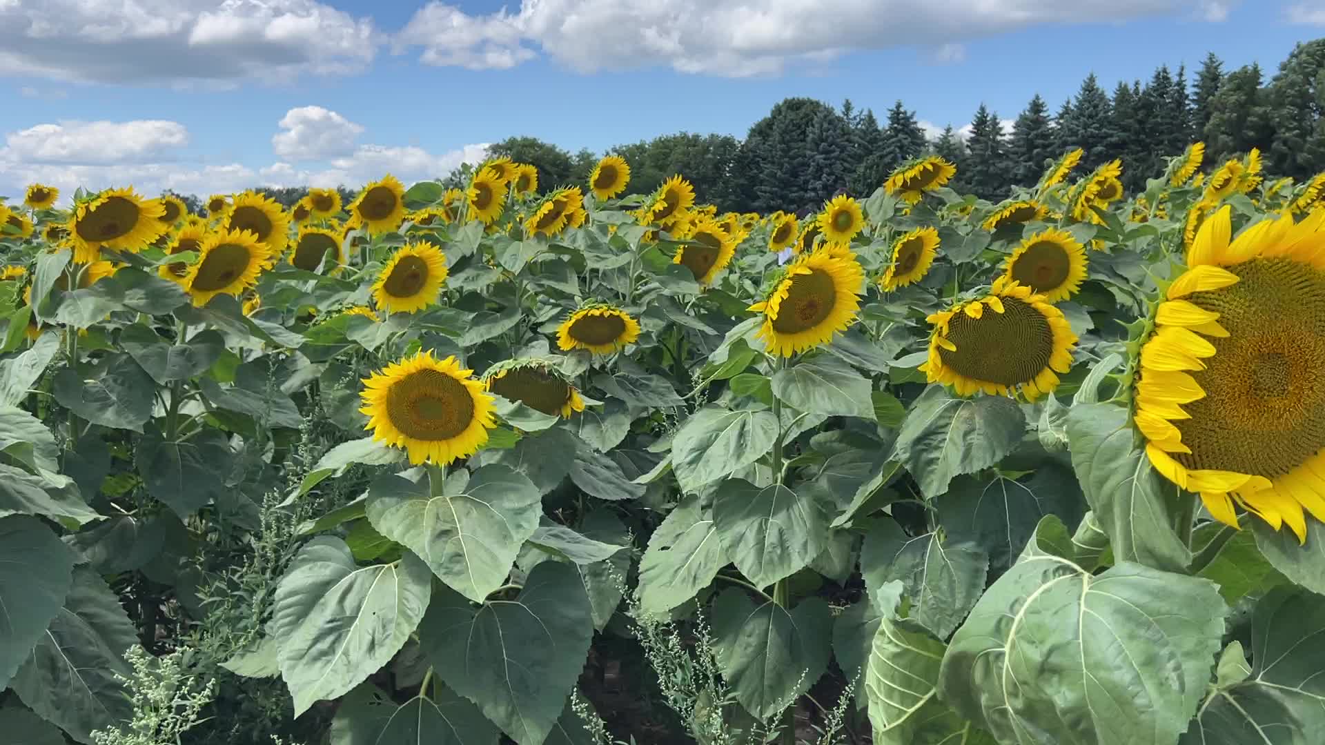 Sunflower field in Markham