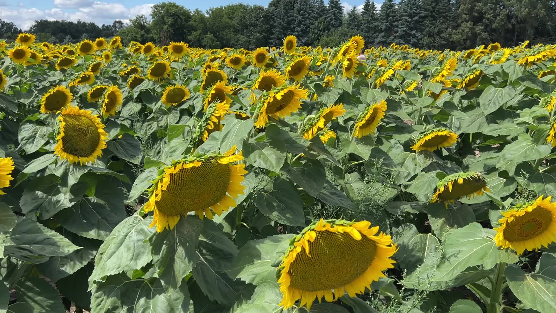 Sunflower field in Markham