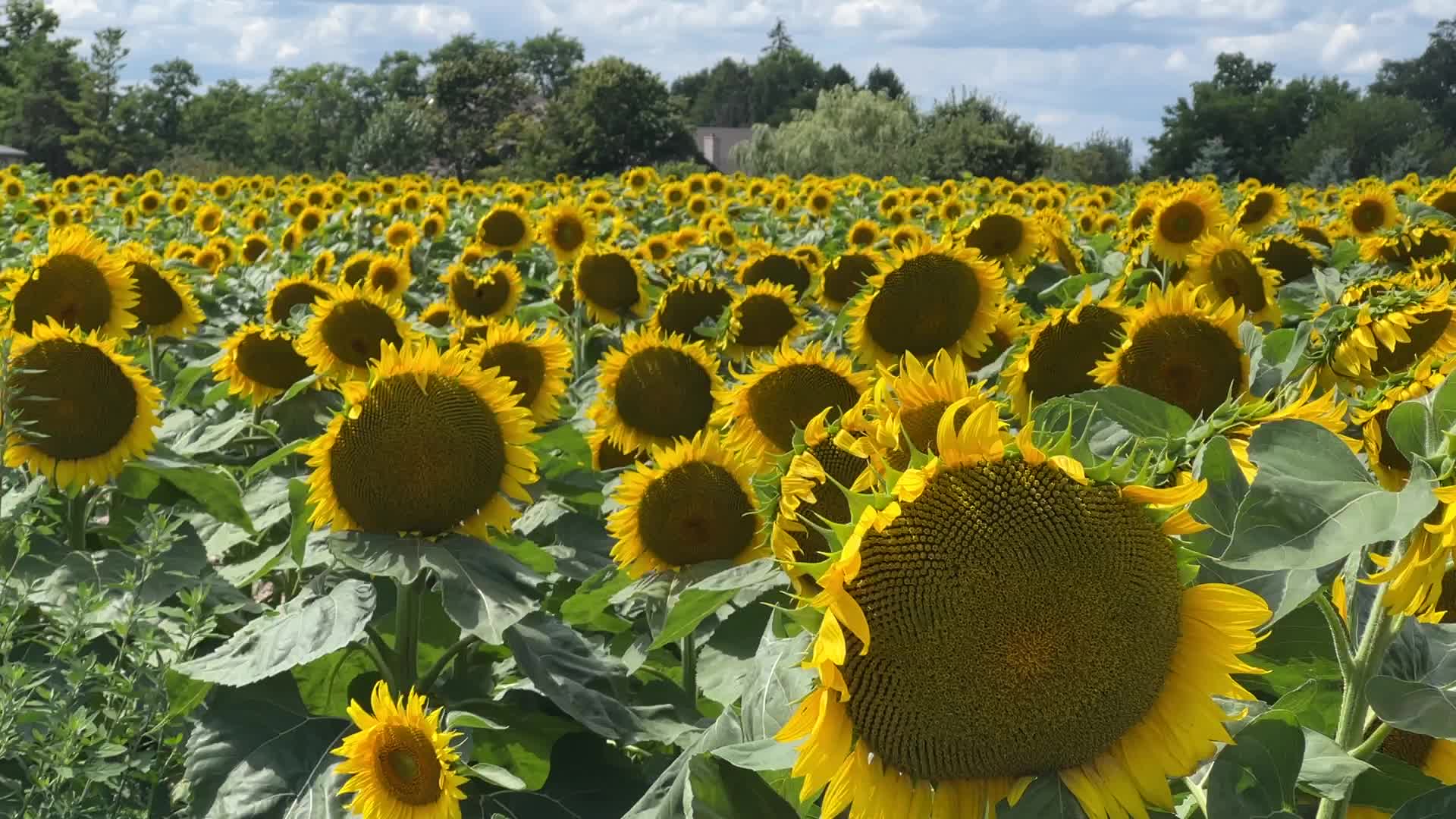 Sunflower field in Markham