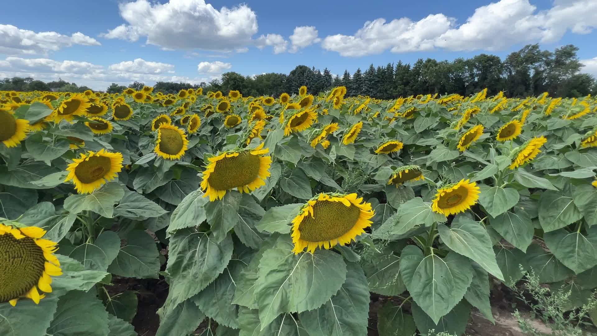 Sunflower field in Markham