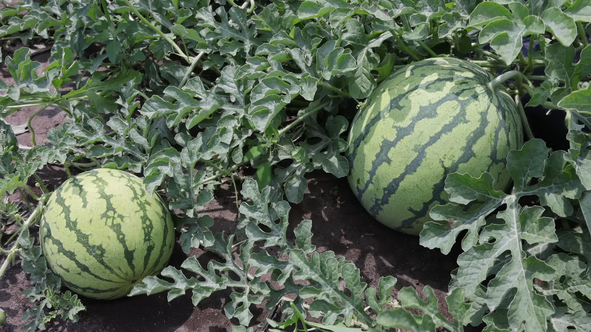 Watermelons growing at a farm in Canada