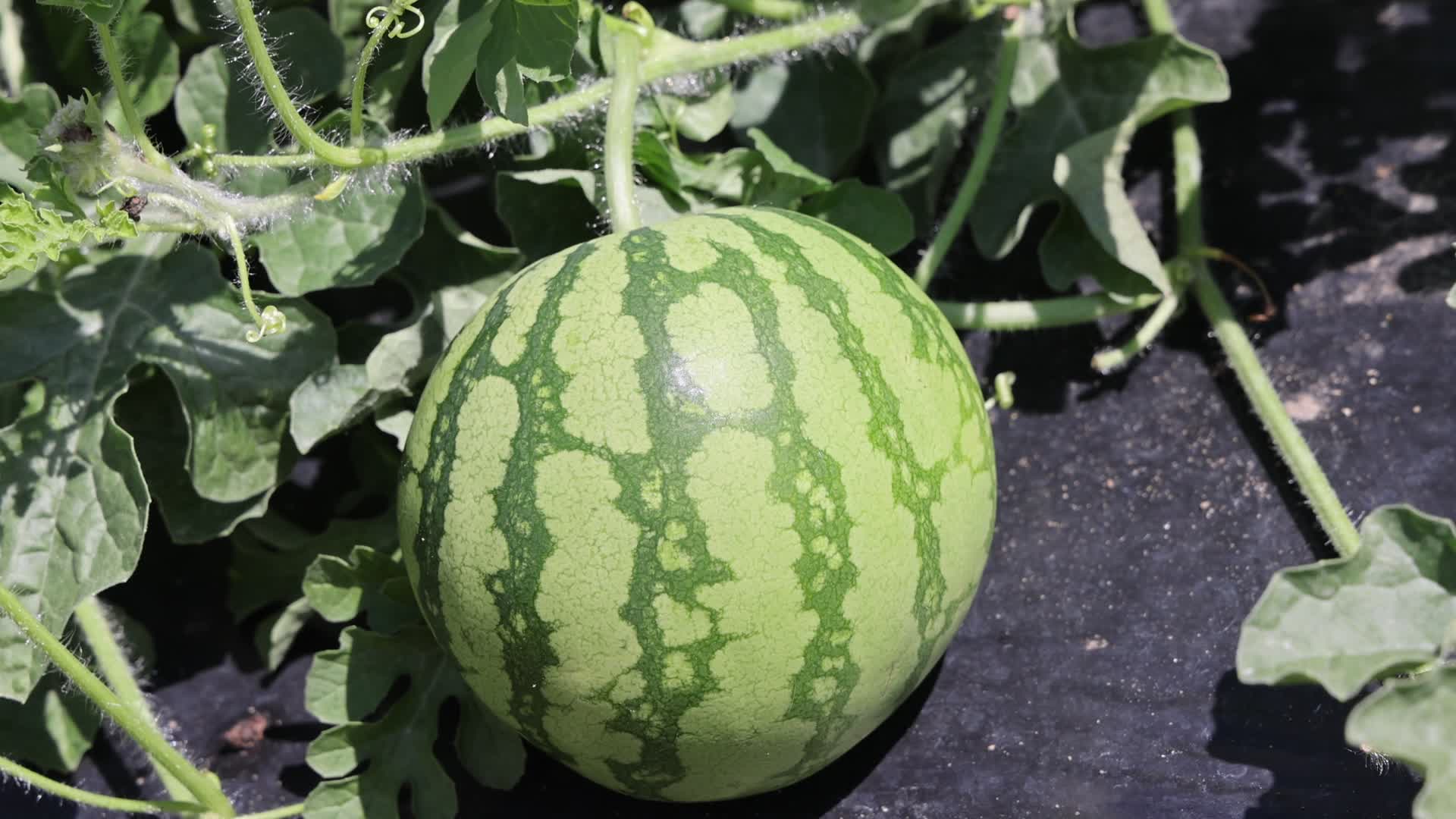 Watermelons growing at a farm in Canada