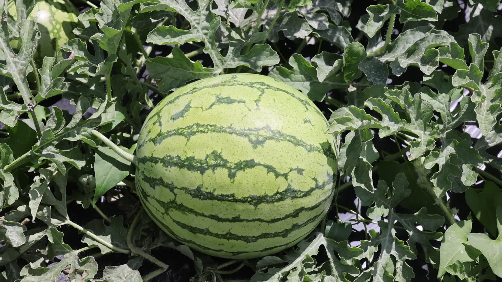 Watermelons growing at a farm in Canada
