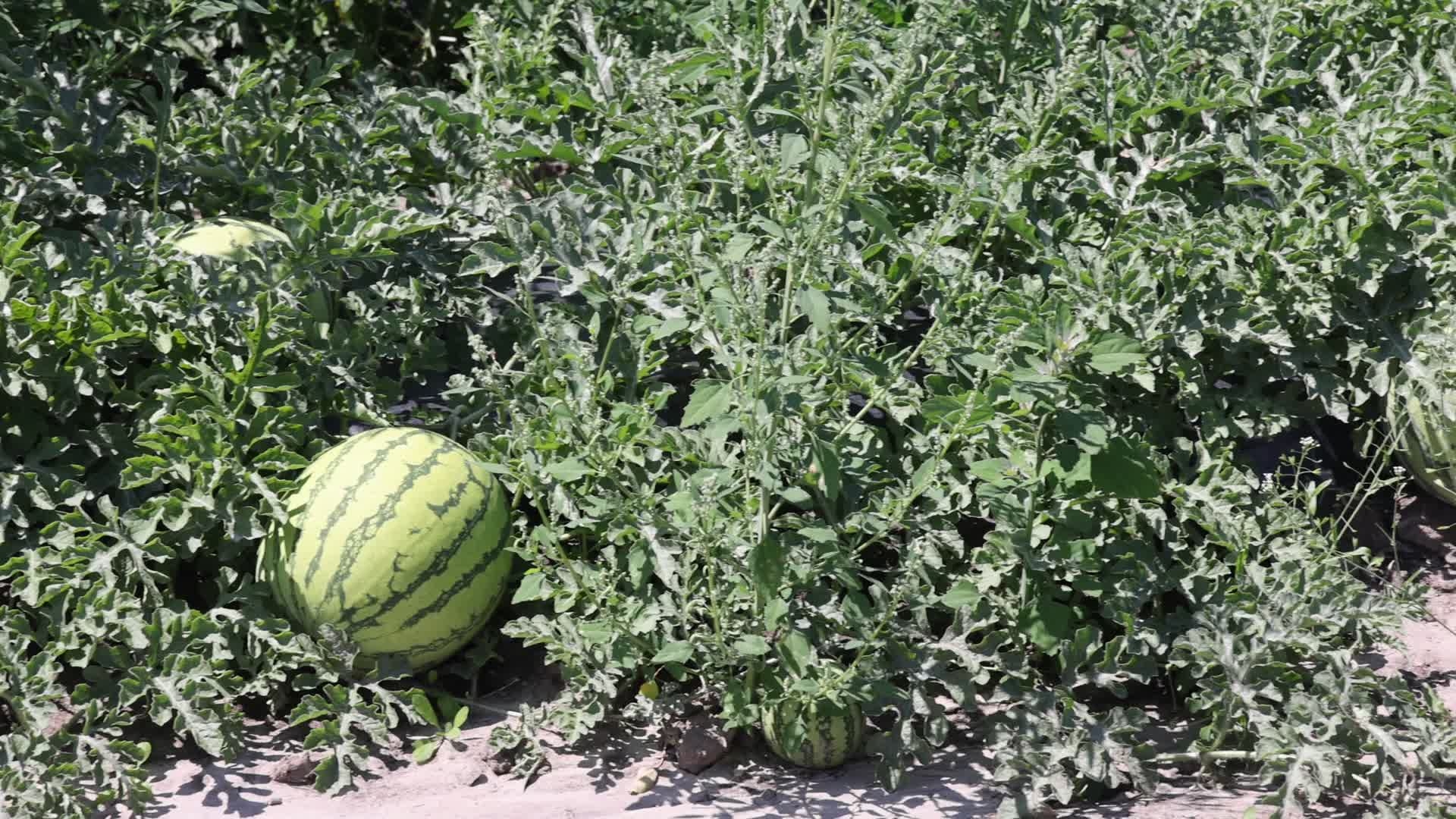 Watermelons growing at a farm in Canada