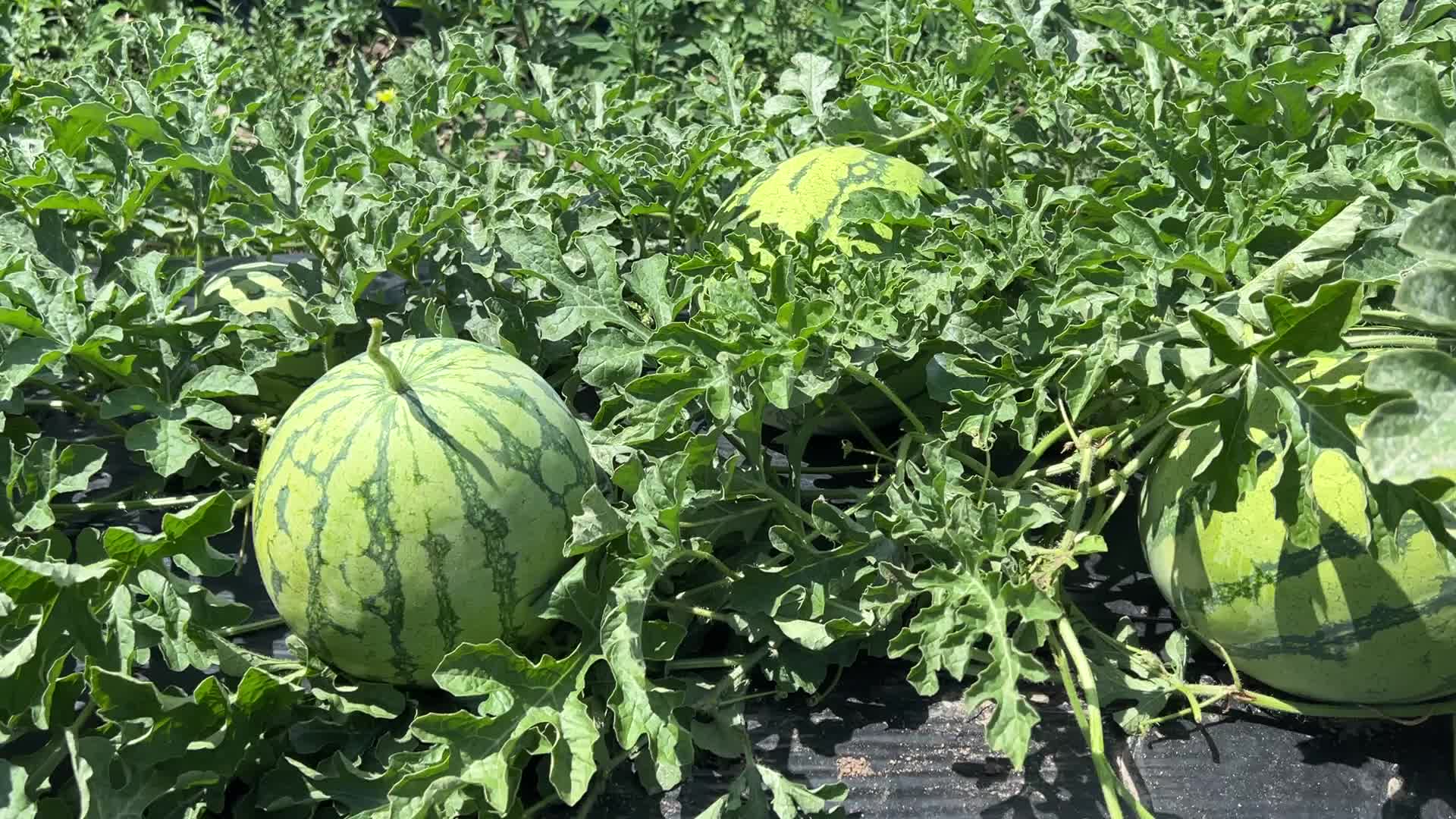 Watermelons growing at a farm in Canada