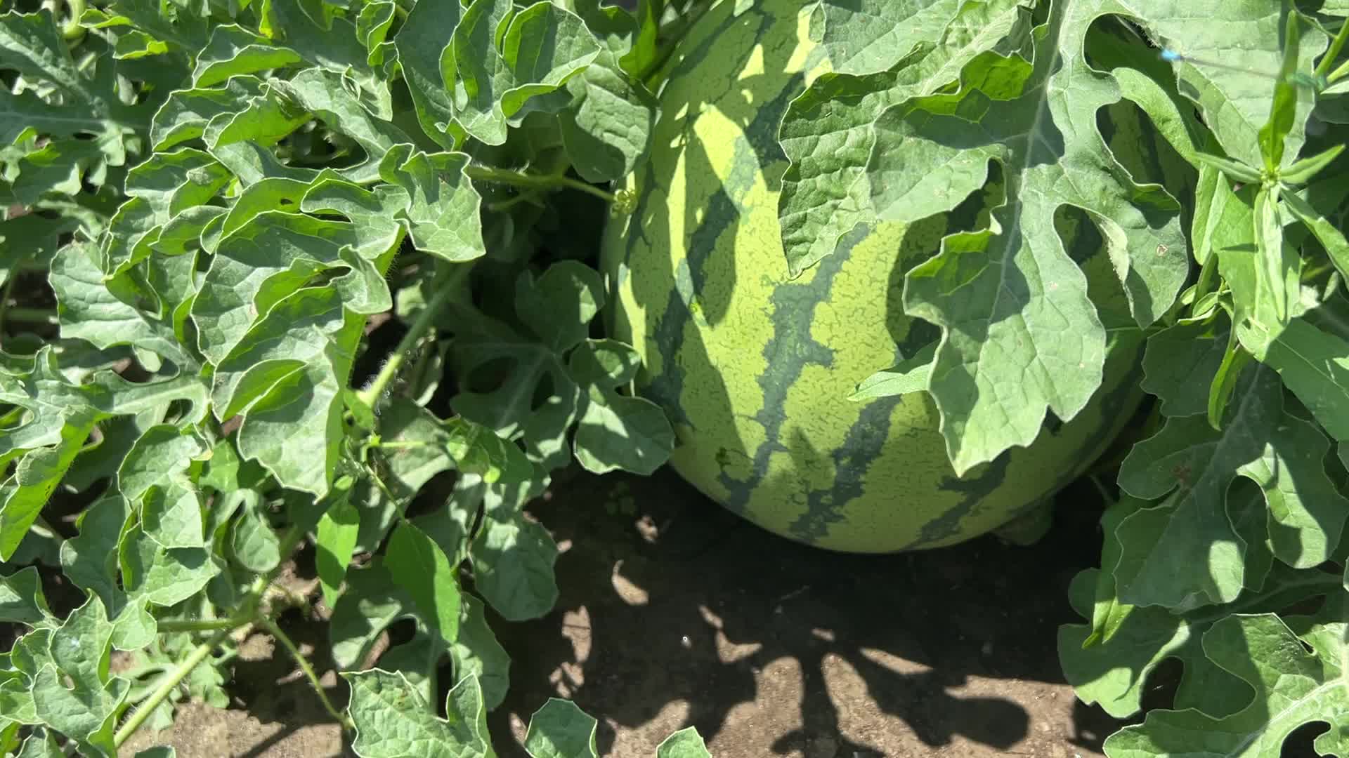 Watermelons growing at a farm in Canada