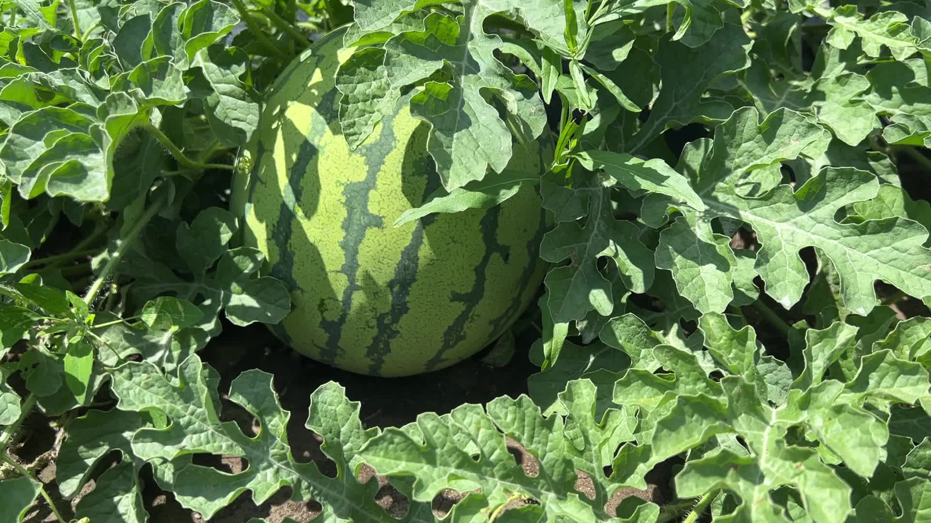 Watermelons growing at a farm in Canada