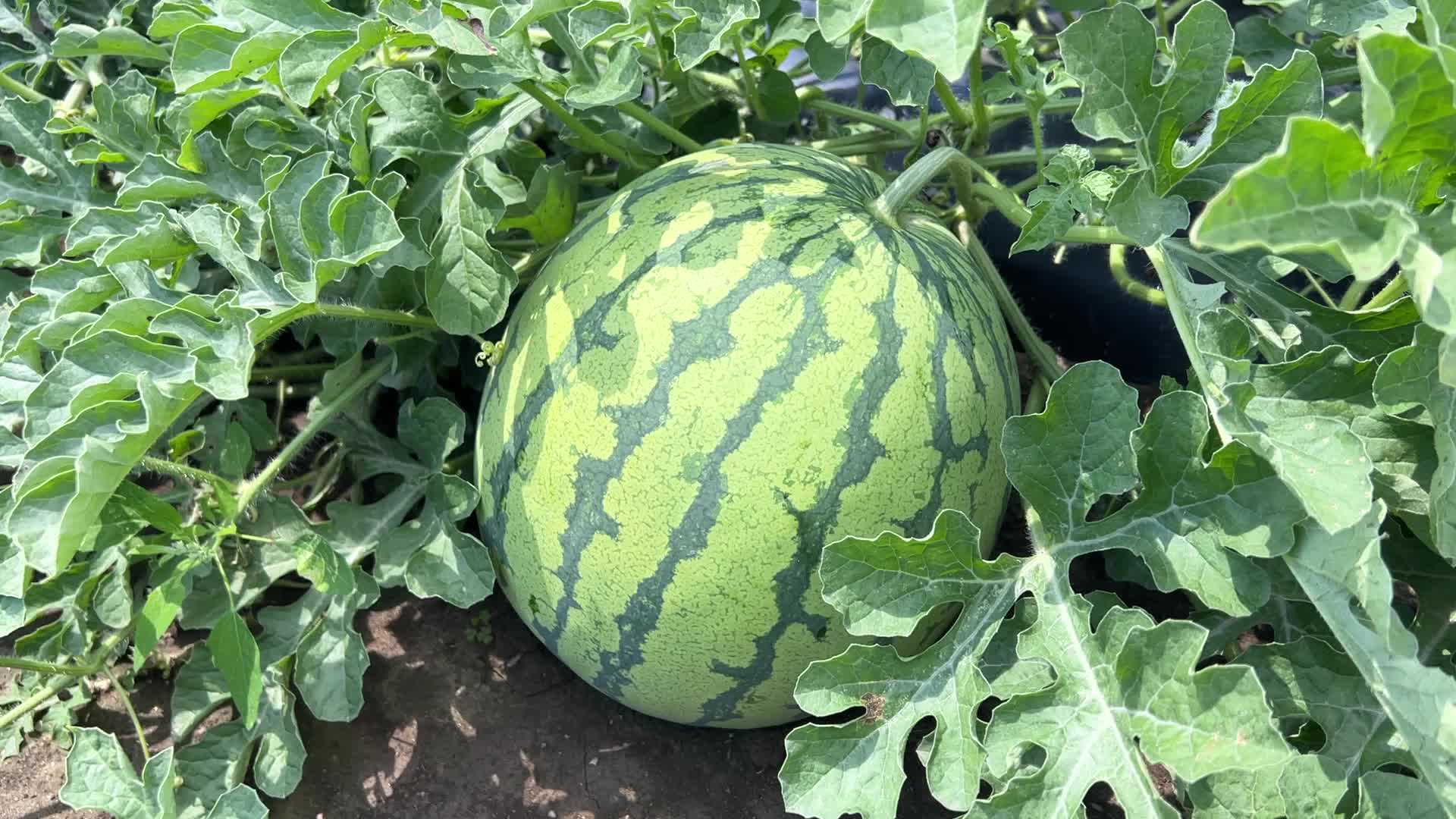 Watermelons growing at a farm in Canada