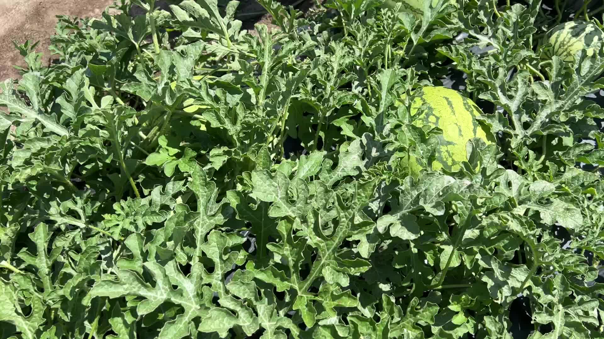 Watermelons growing at a farm in Canada
