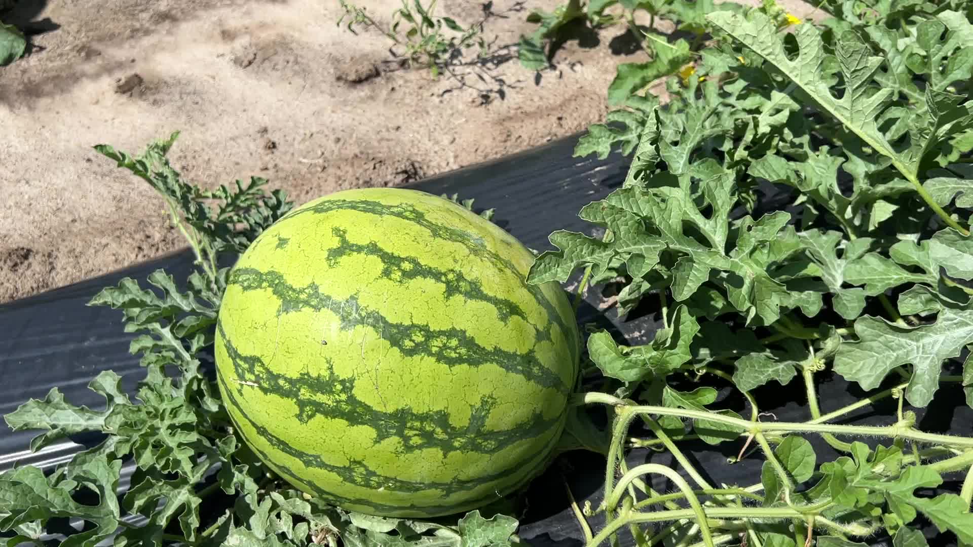 Watermelons growing at a farm in Canada