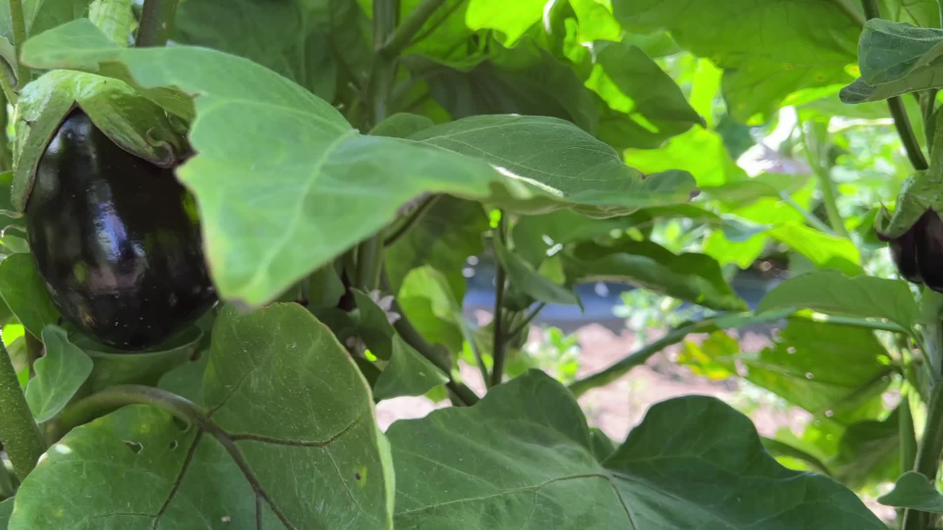 Agriculture in Canada - Eggplants