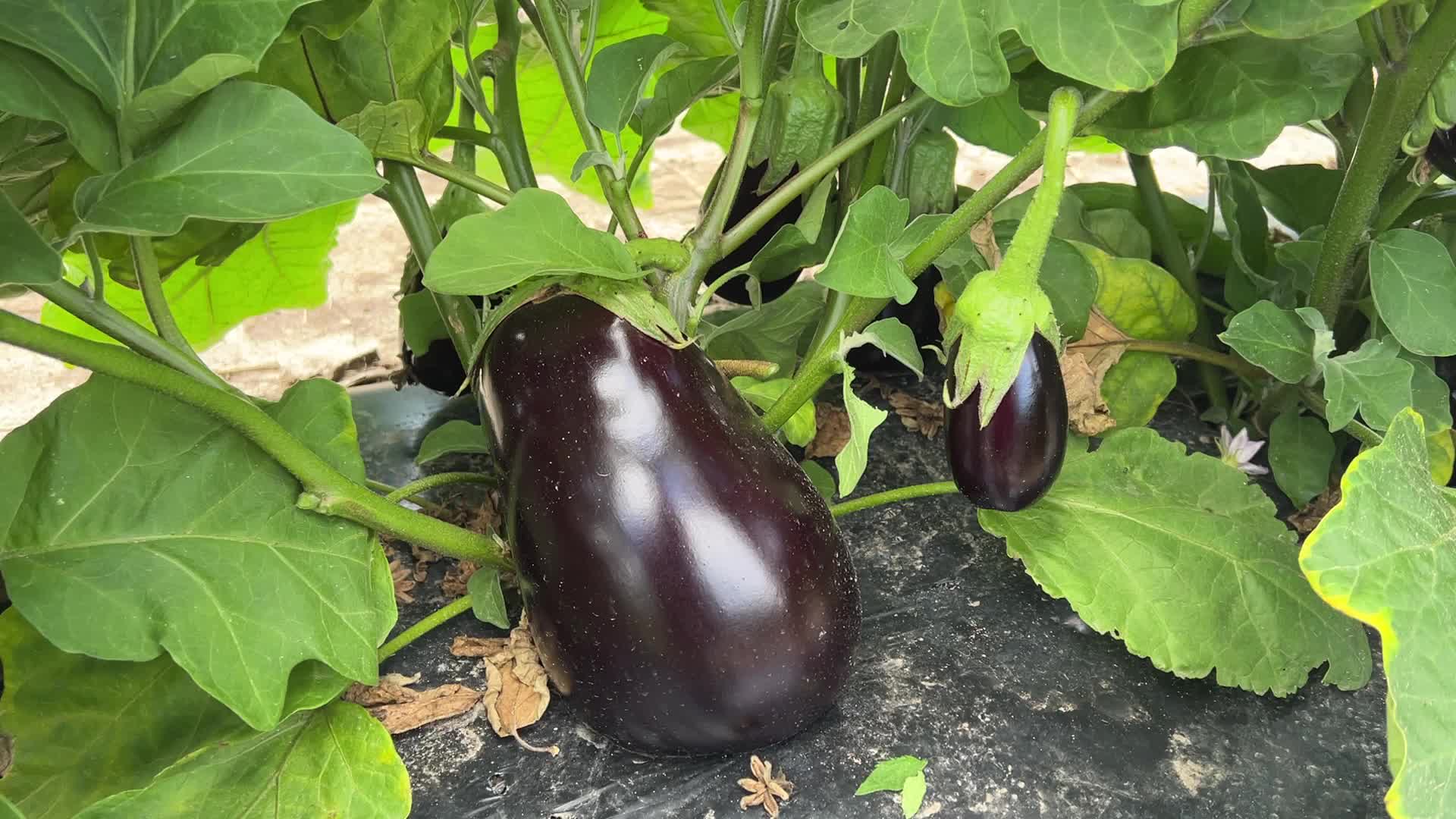 Agriculture in Canada - Eggplants