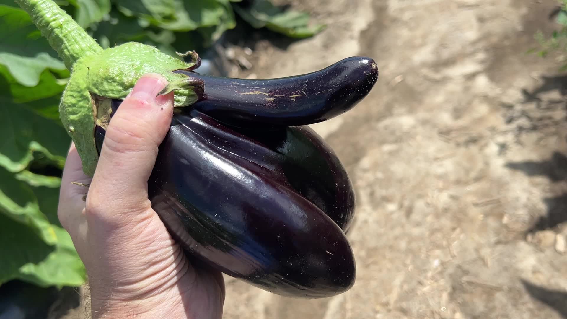 Agriculture in Canada - Eggplants