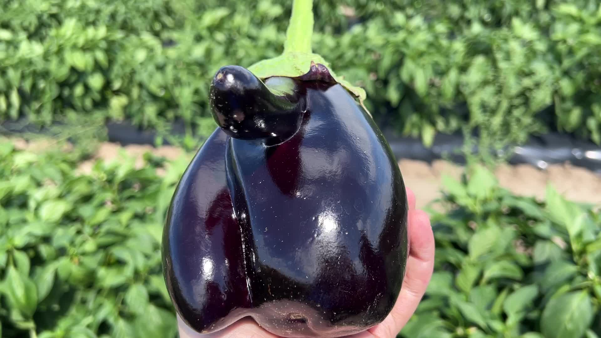 Agriculture in Canada - Eggplants