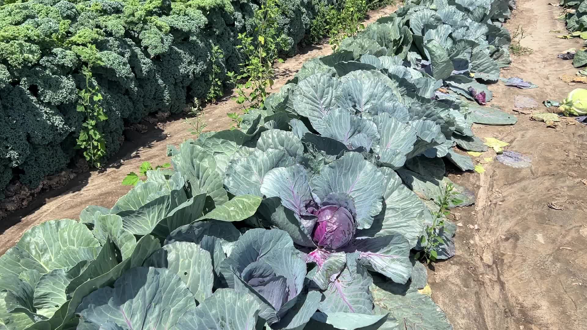 Agriculture in Canada - Cabbage