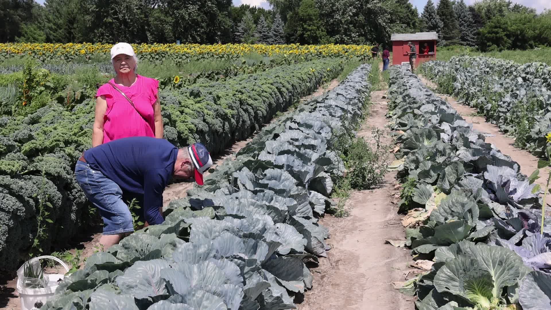 Agriculture in Canada - Cabbage