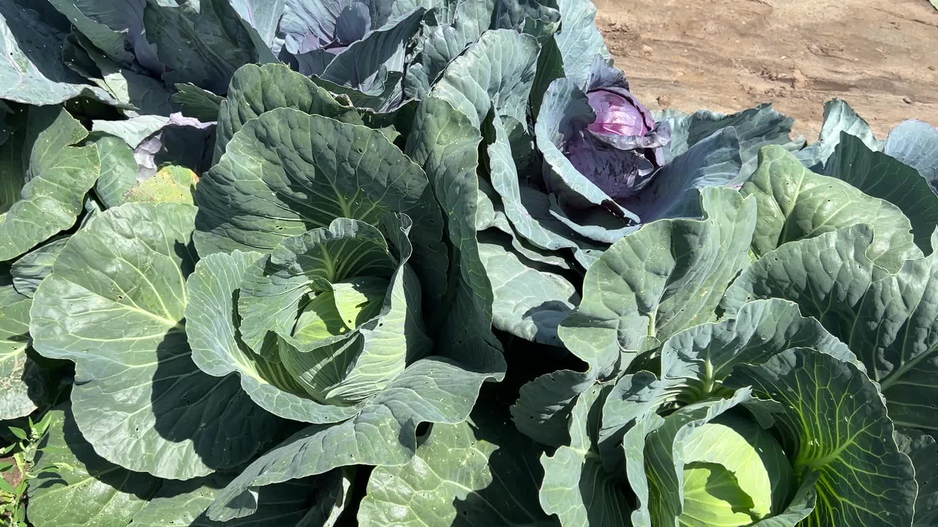 Agriculture in Canada - Cabbage