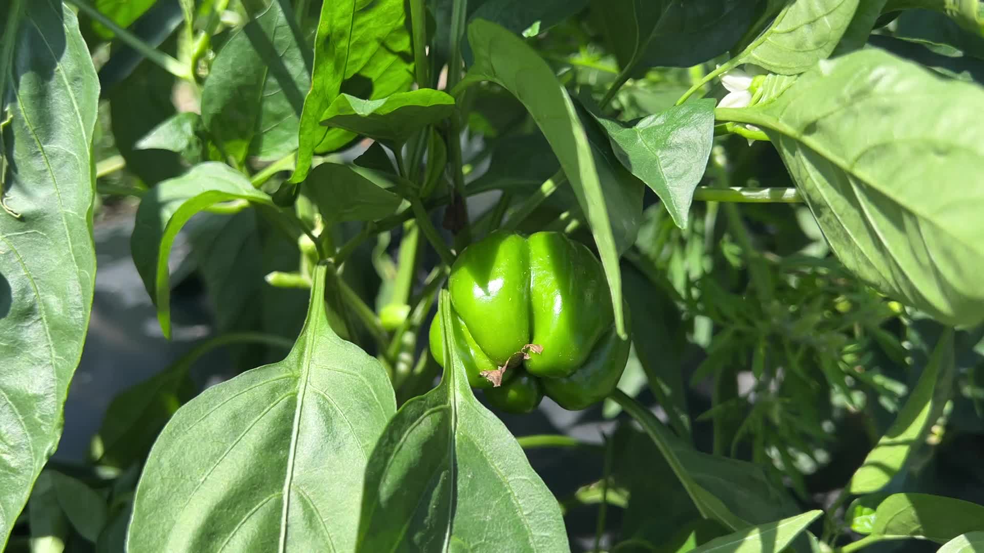 Agriculture in Canada - Peppers