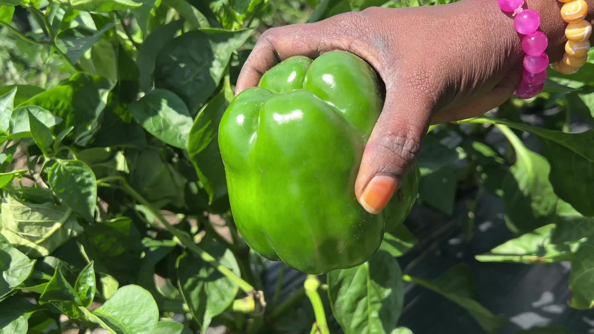 Agriculture in Canada - Peppers