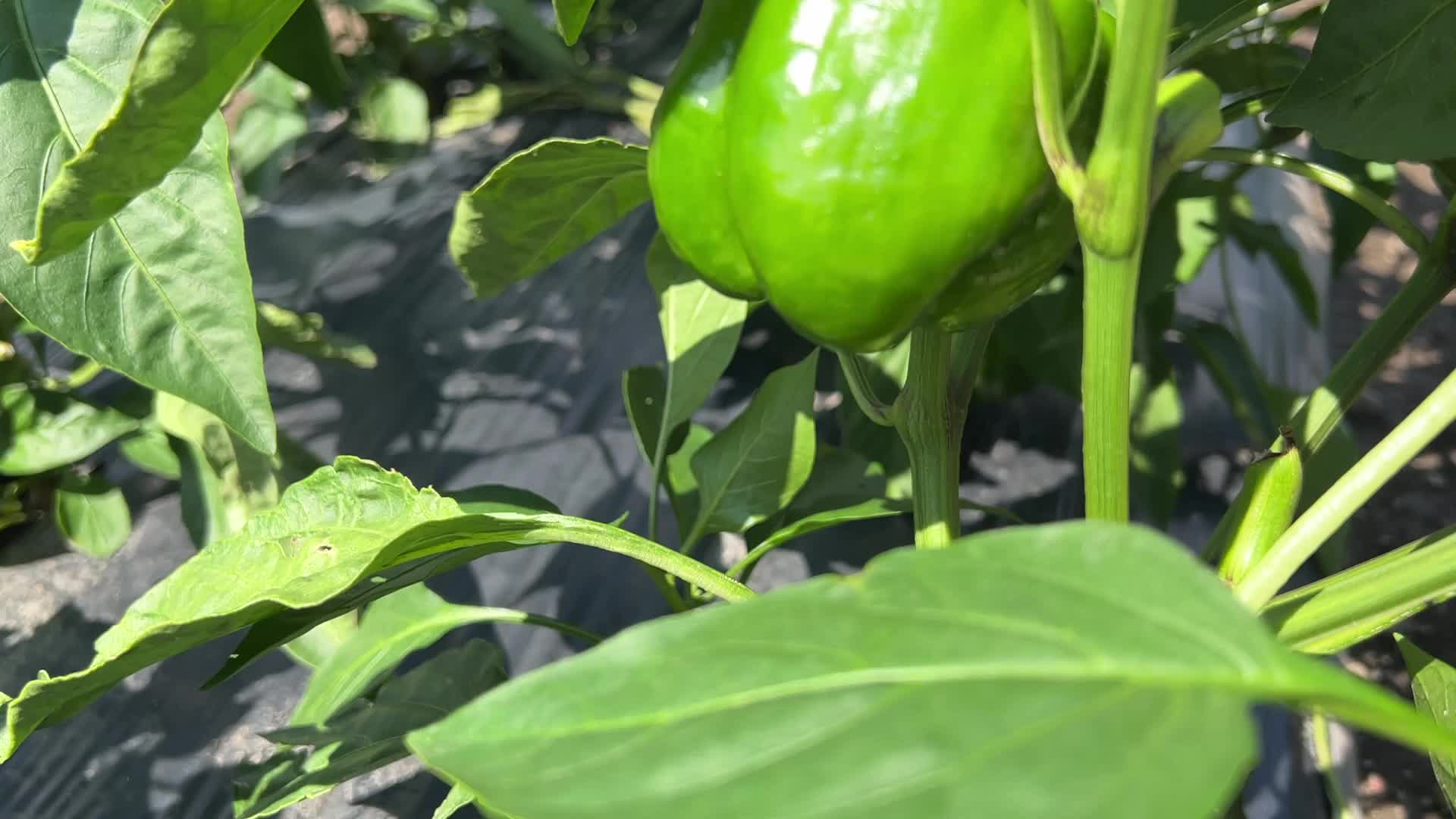 Agriculture in Canada - Peppers