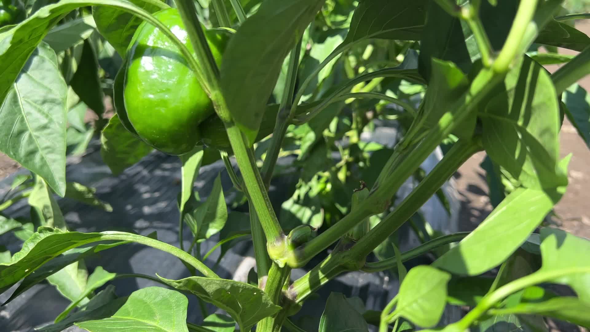 Agriculture in Canada - Peppers