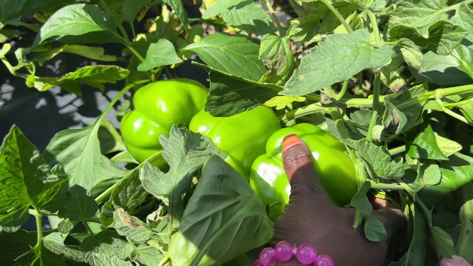 Agriculture in Canada - Peppers