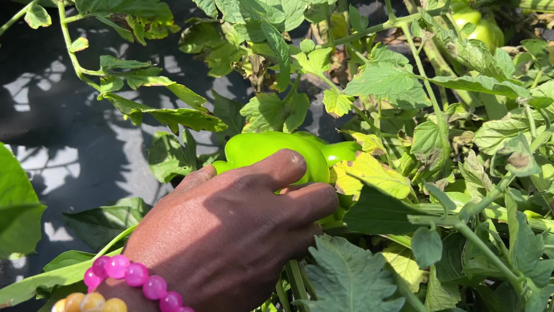 Agriculture in Canada - Peppers